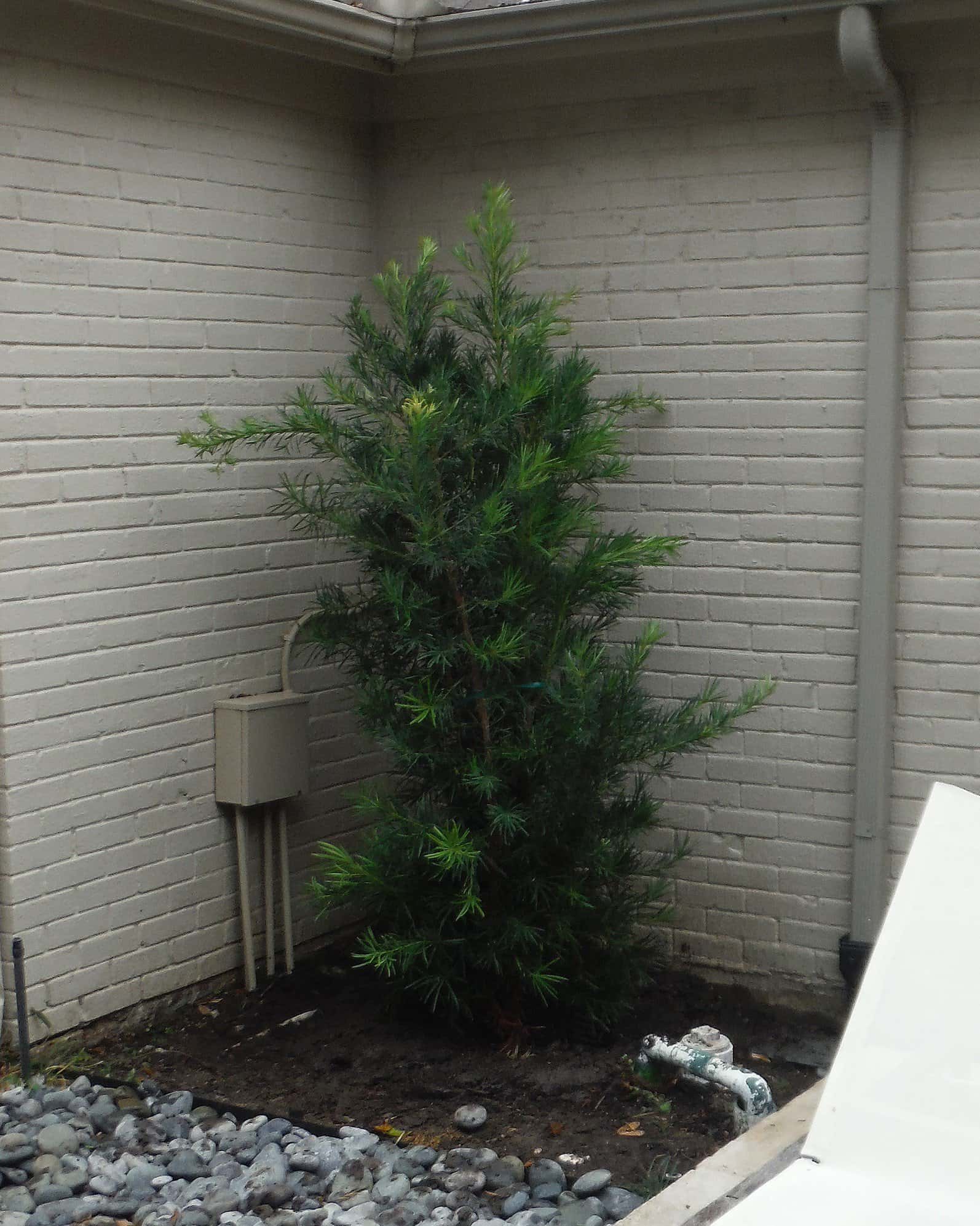 Japanese Yew - Image 3