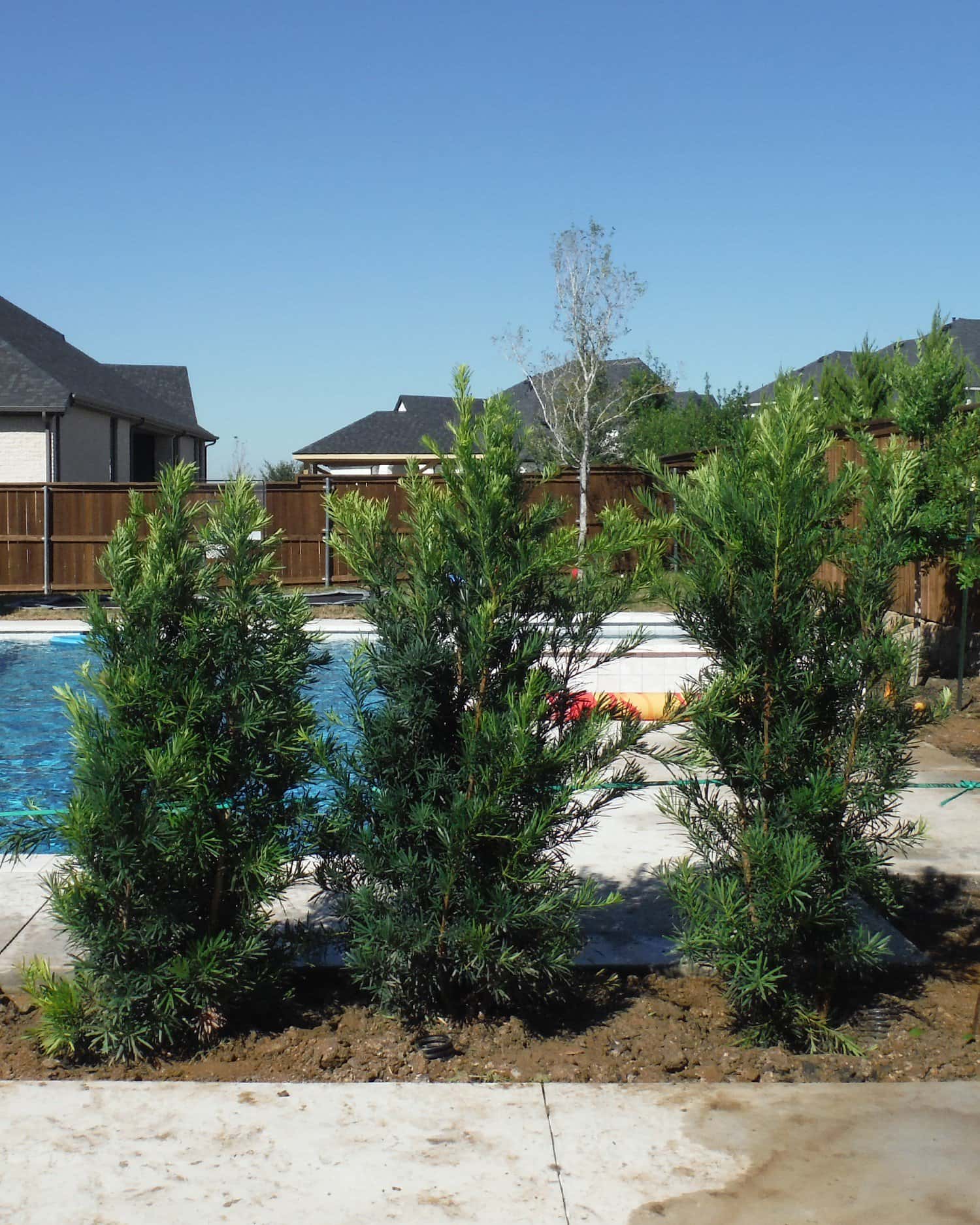 Japanese Yew - Image 4
