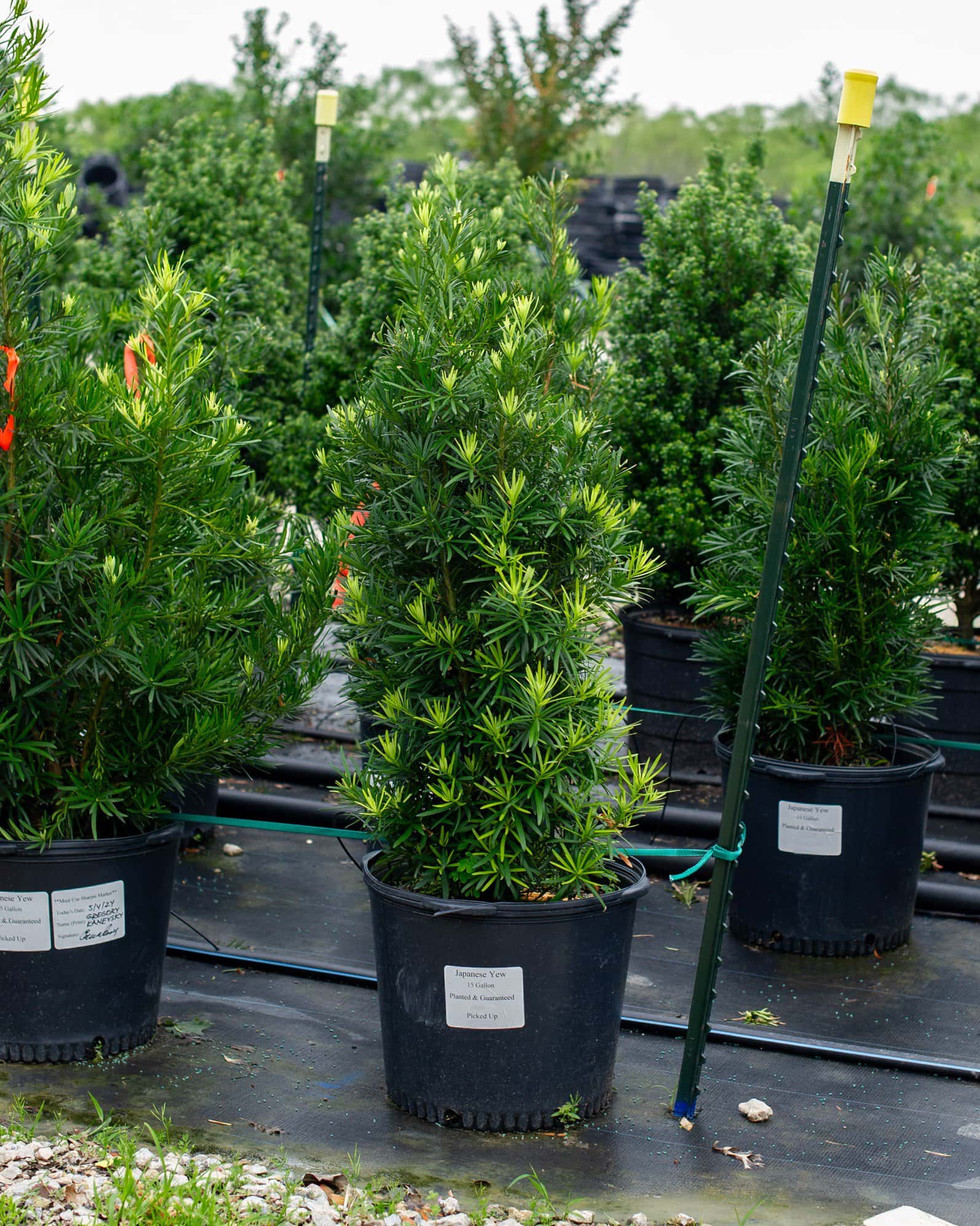 Japanese Yew - Image 5