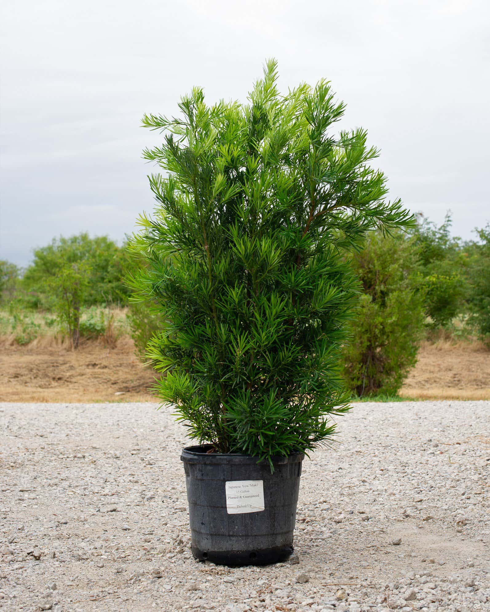 Japanese Yew Maki - Main Image
