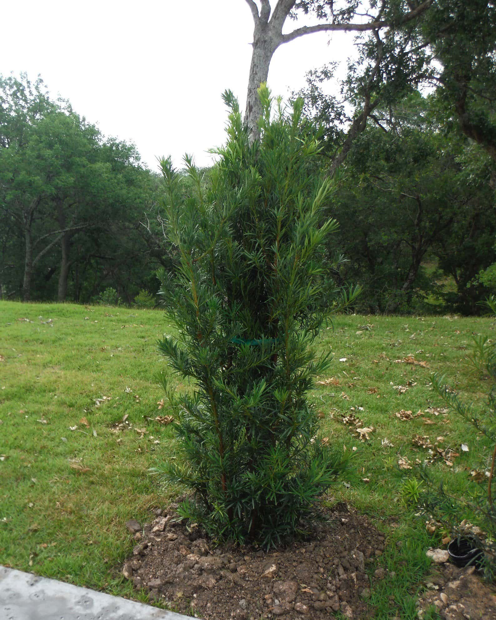 Japanese Yew Maki - Image 4