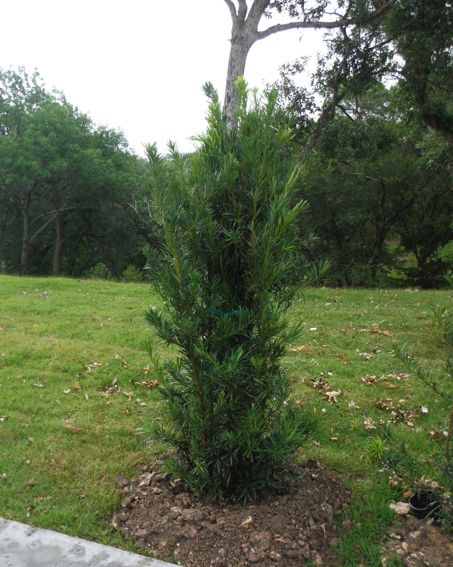 Japanese Yew Maki - view 2
