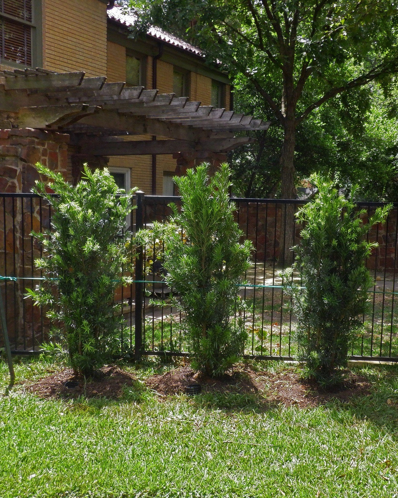 Japanese Yew Maki - view 3