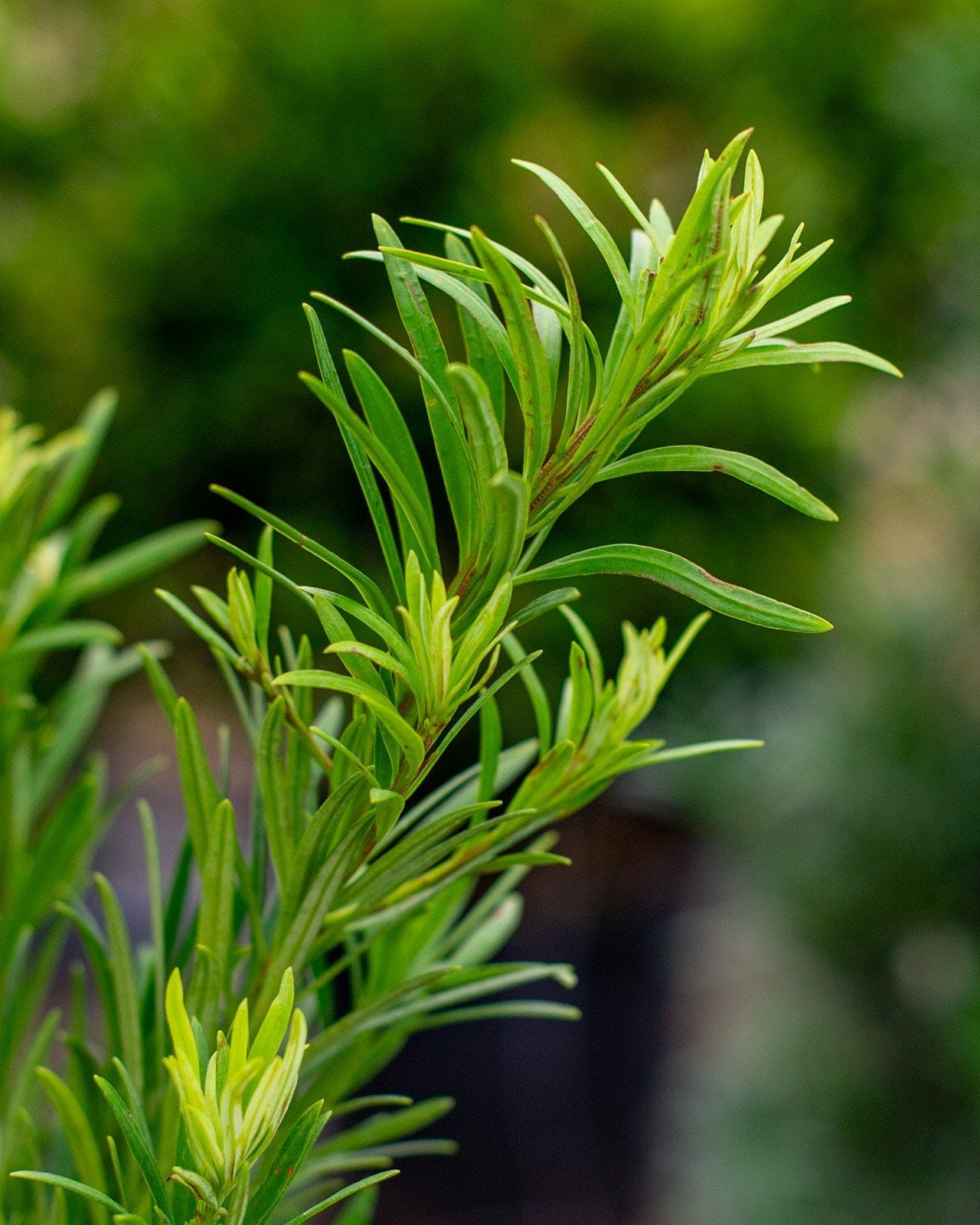 Japanese Yew Maki - view 4
