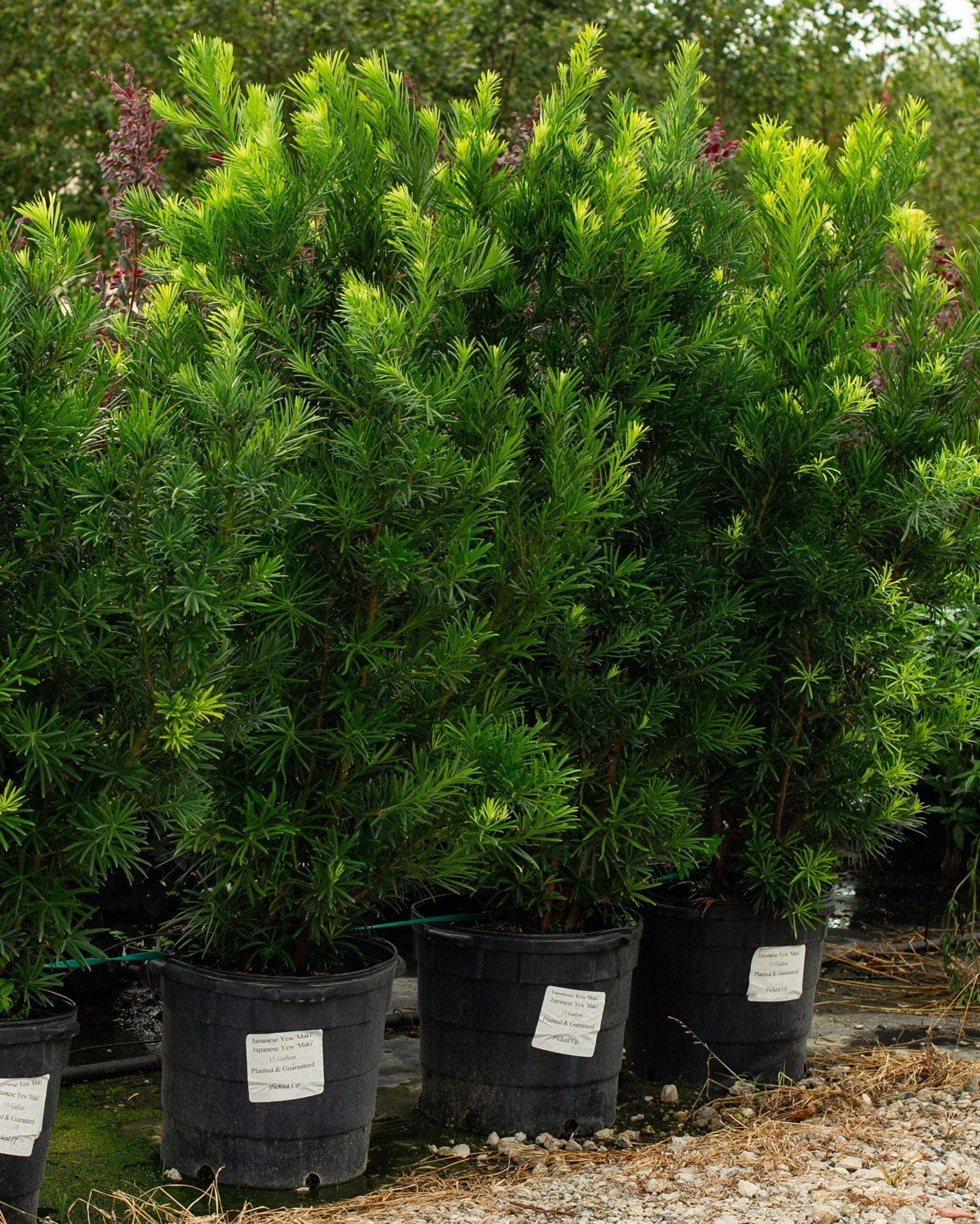 Japanese Yew Maki - view 5