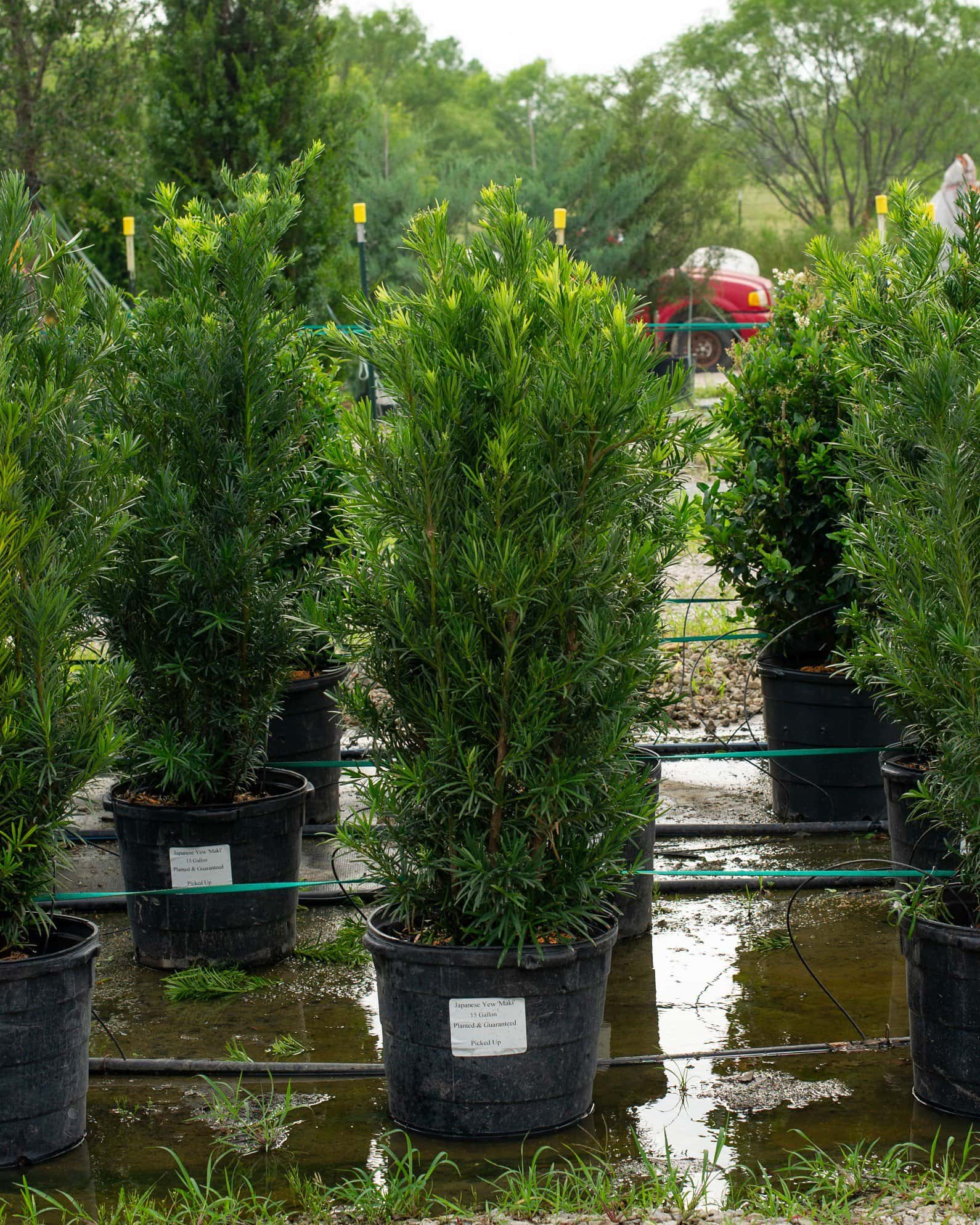 Japanese Yew Maki - Image 3