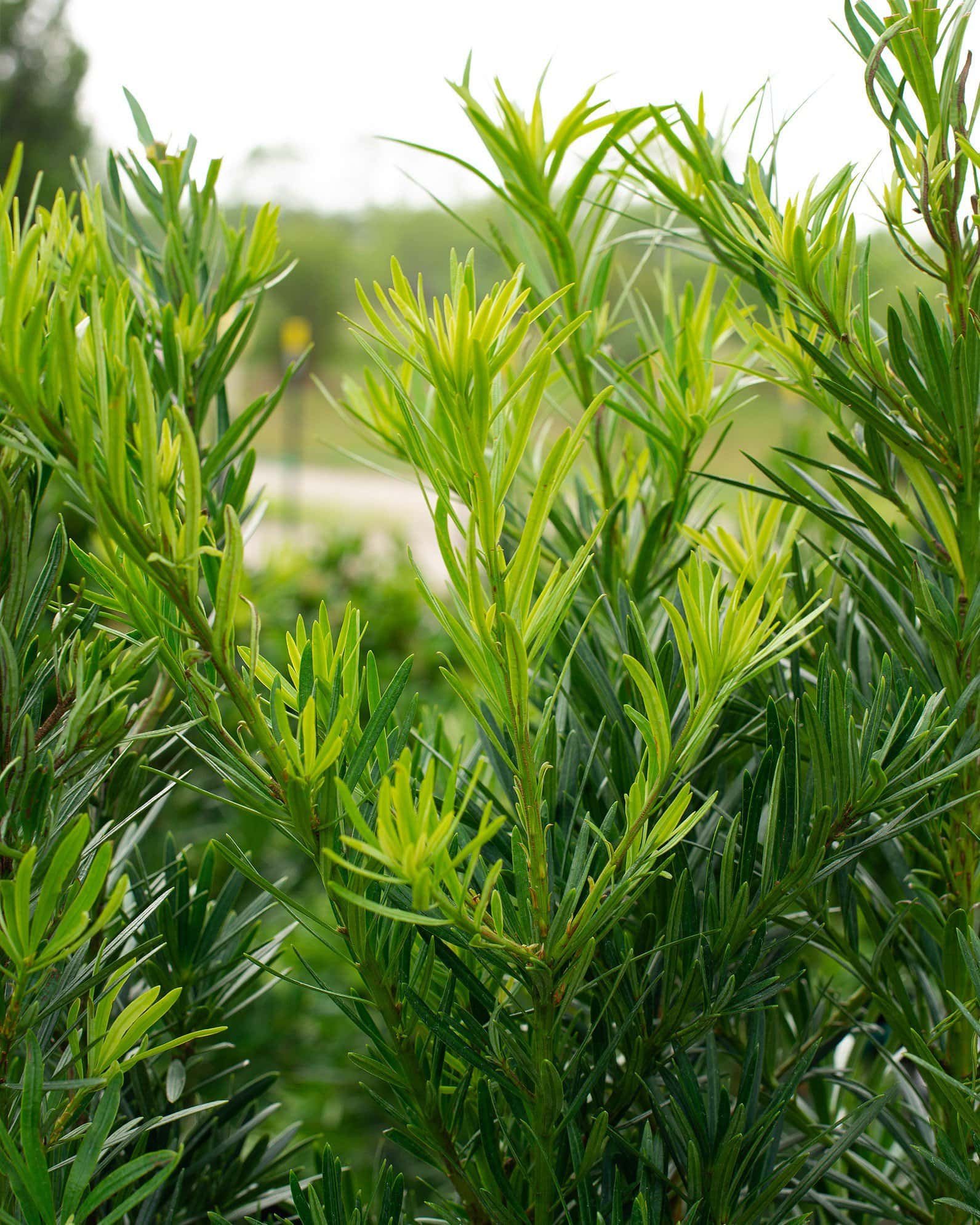 Japanese Yew Maki - Image 5