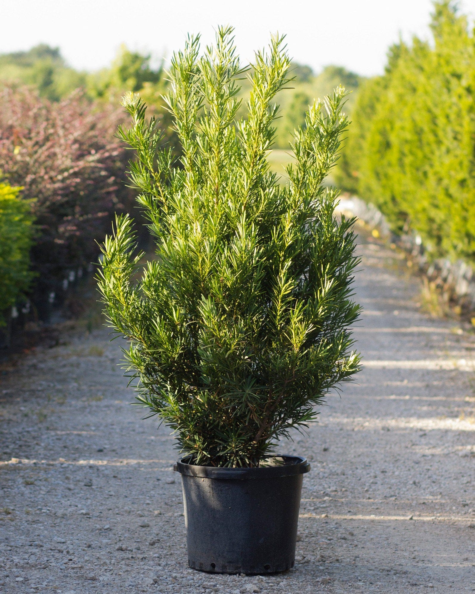 Japanese Yew Meta
