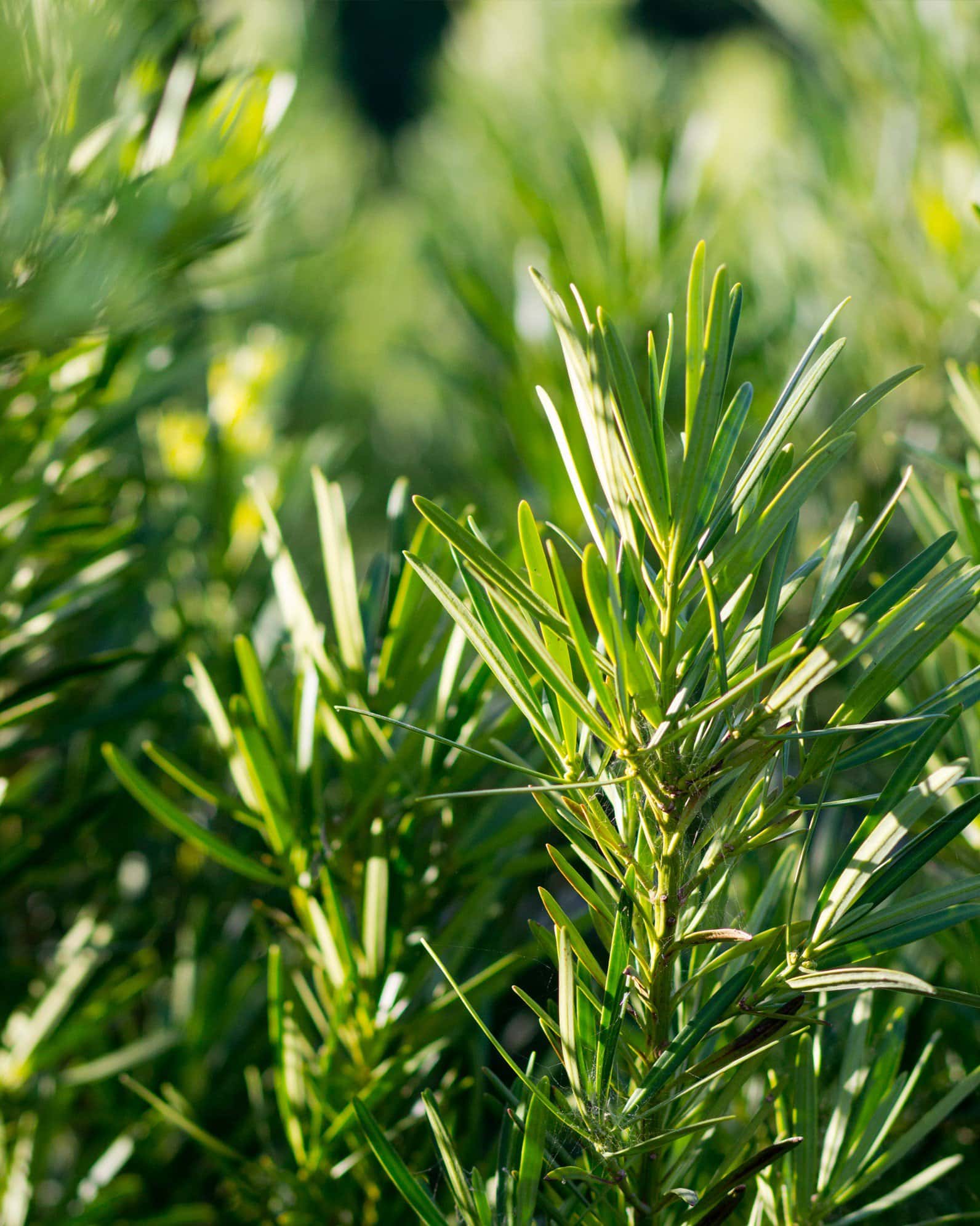 Japanese Yew Meta - Image 4