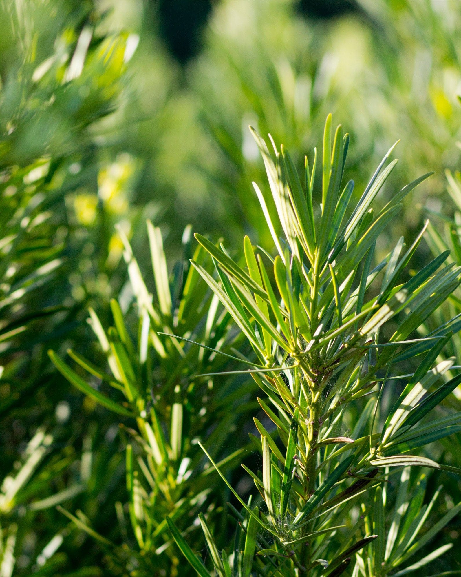 Japanese Yew Meta - view 2