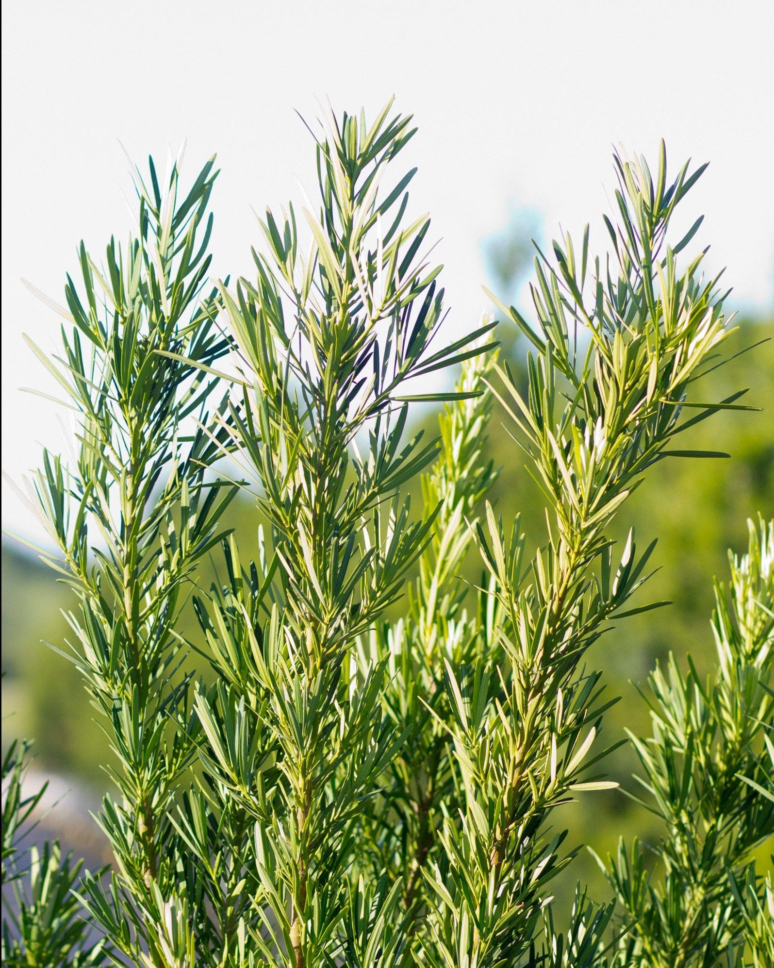 Japanese Yew Meta - view 4