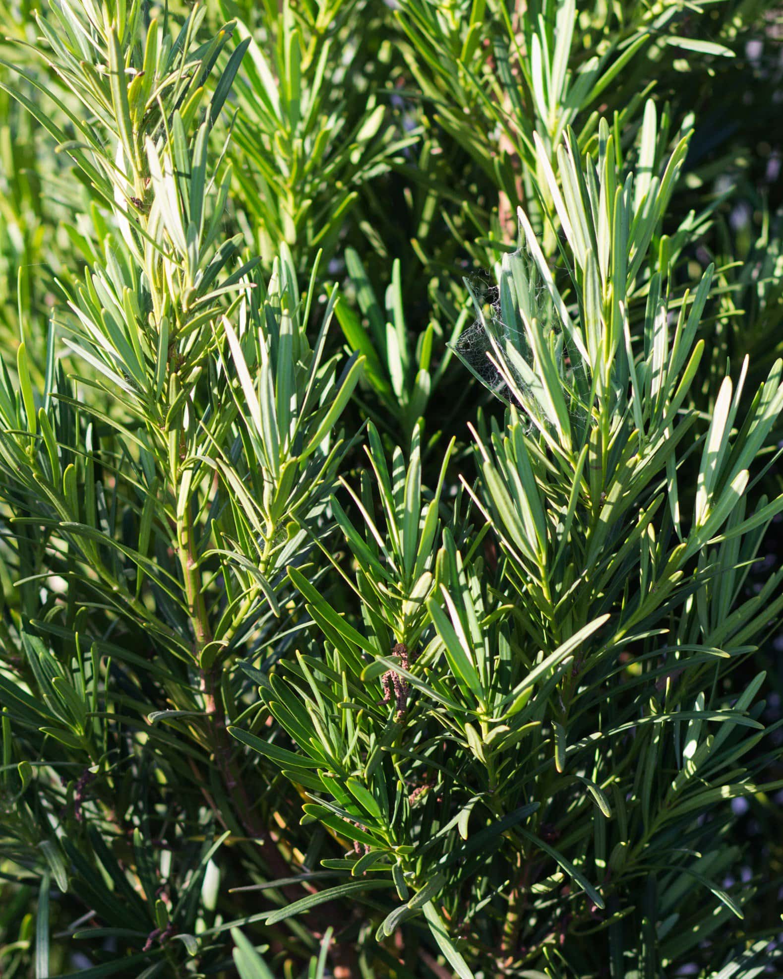 Japanese Yew Meta - Image 3