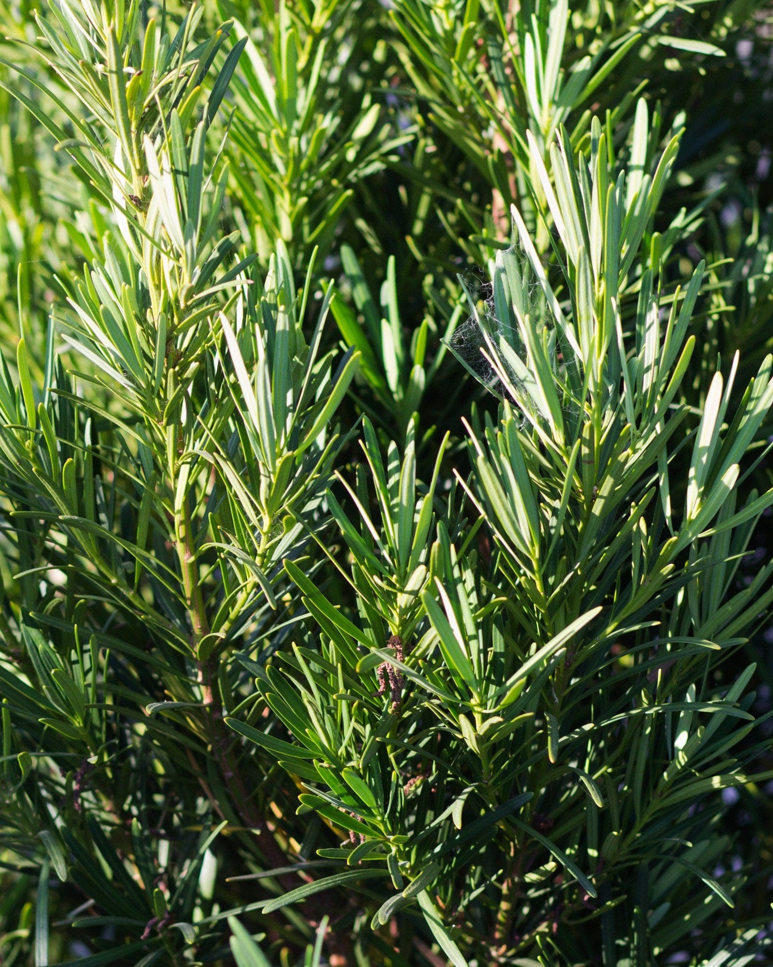 Japanese Yew Meta - view 5