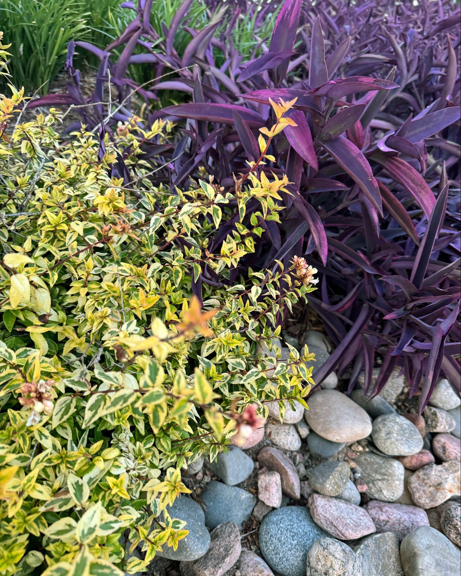 Kaleidoscope Abelia - Image 1