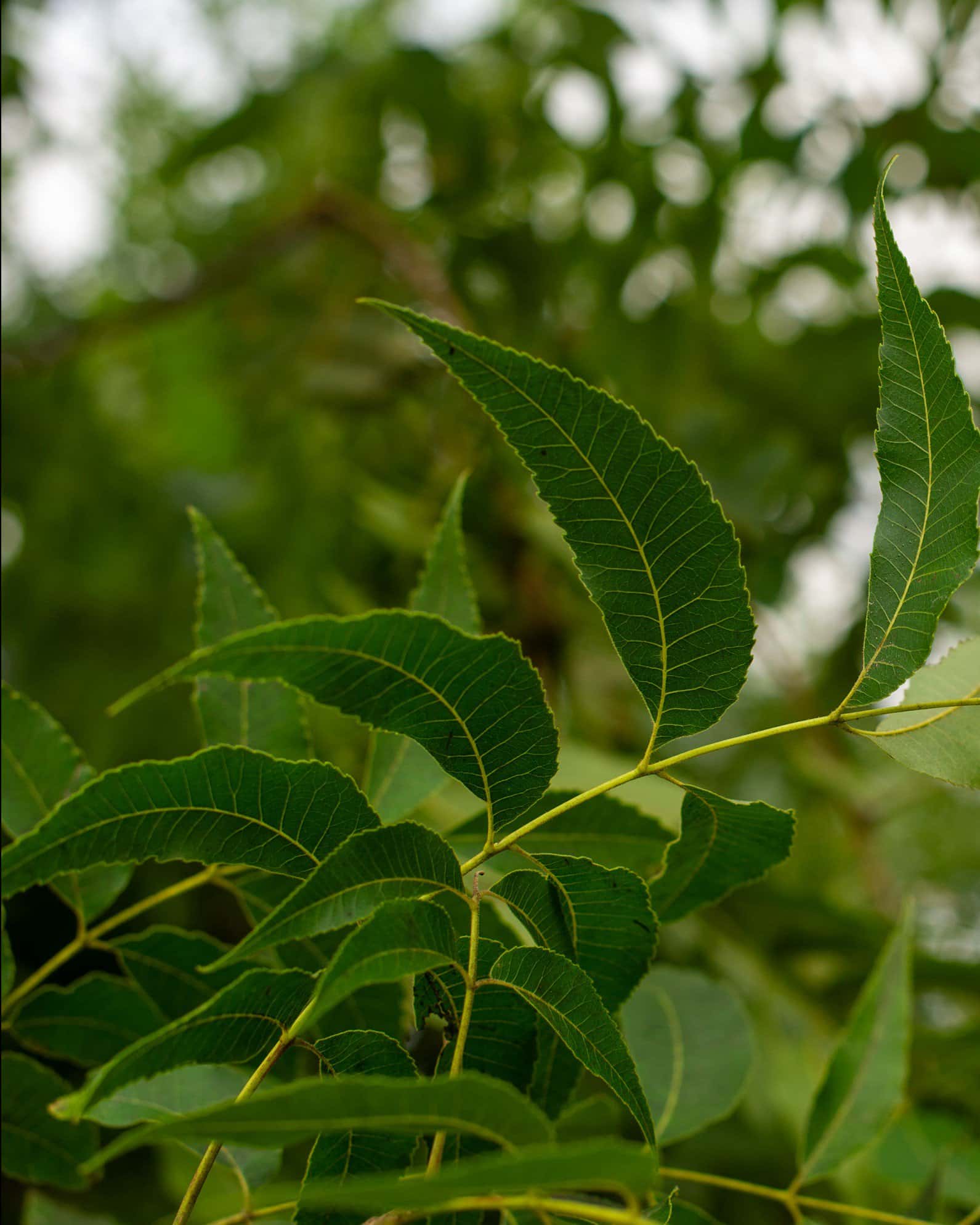 Kanza Pecan - Image 1