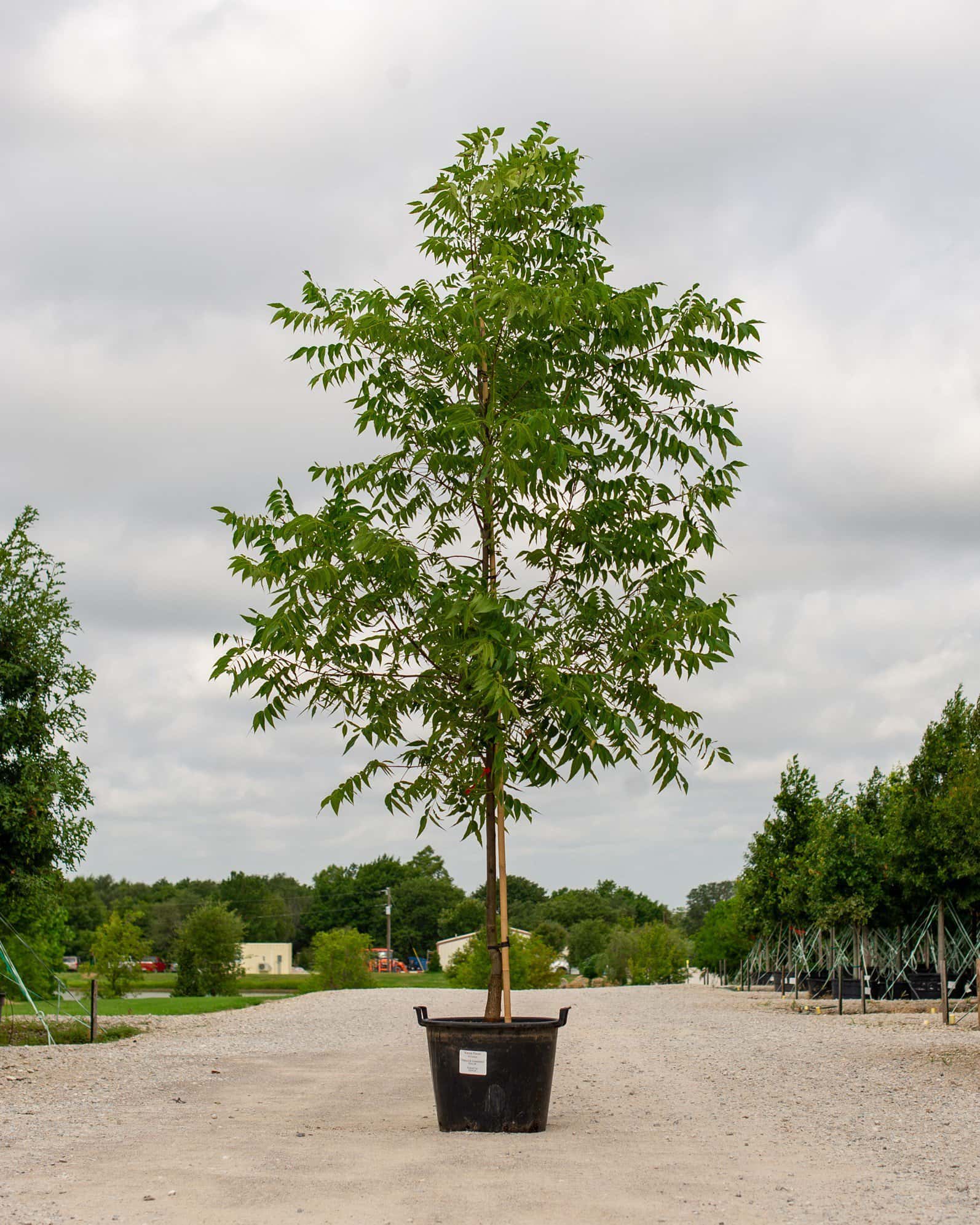 Kanza Pecan - Main Image