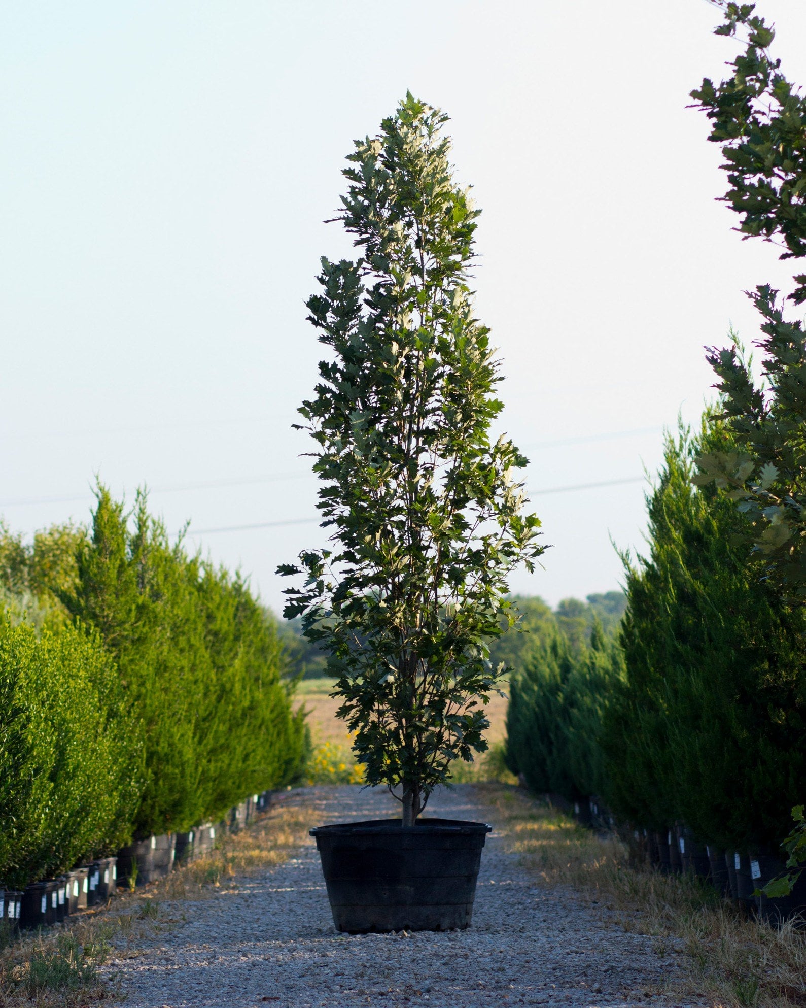 Kindred Spirit Oak - Image 1