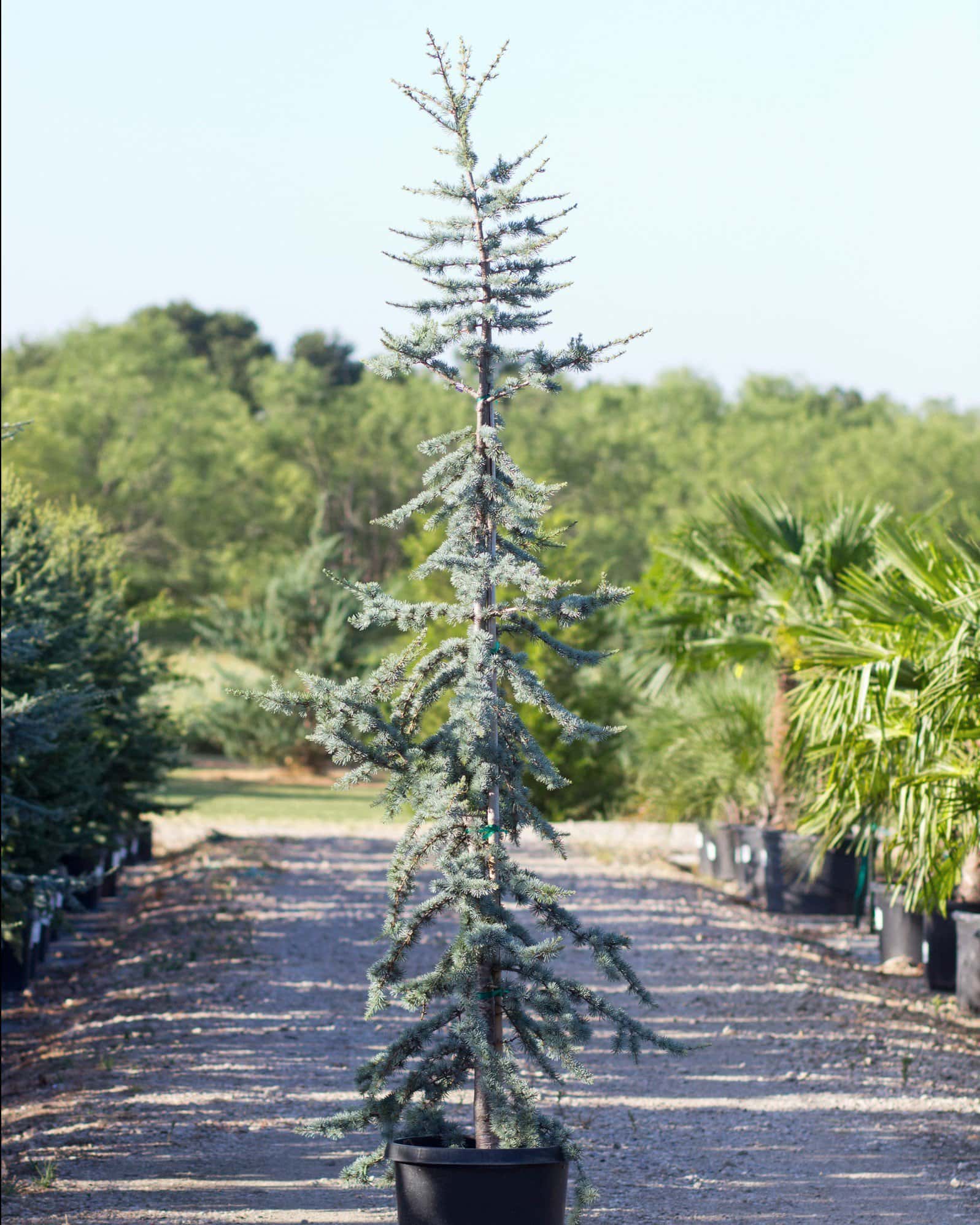 Blue Atlas Cedar Glauca - Main Image