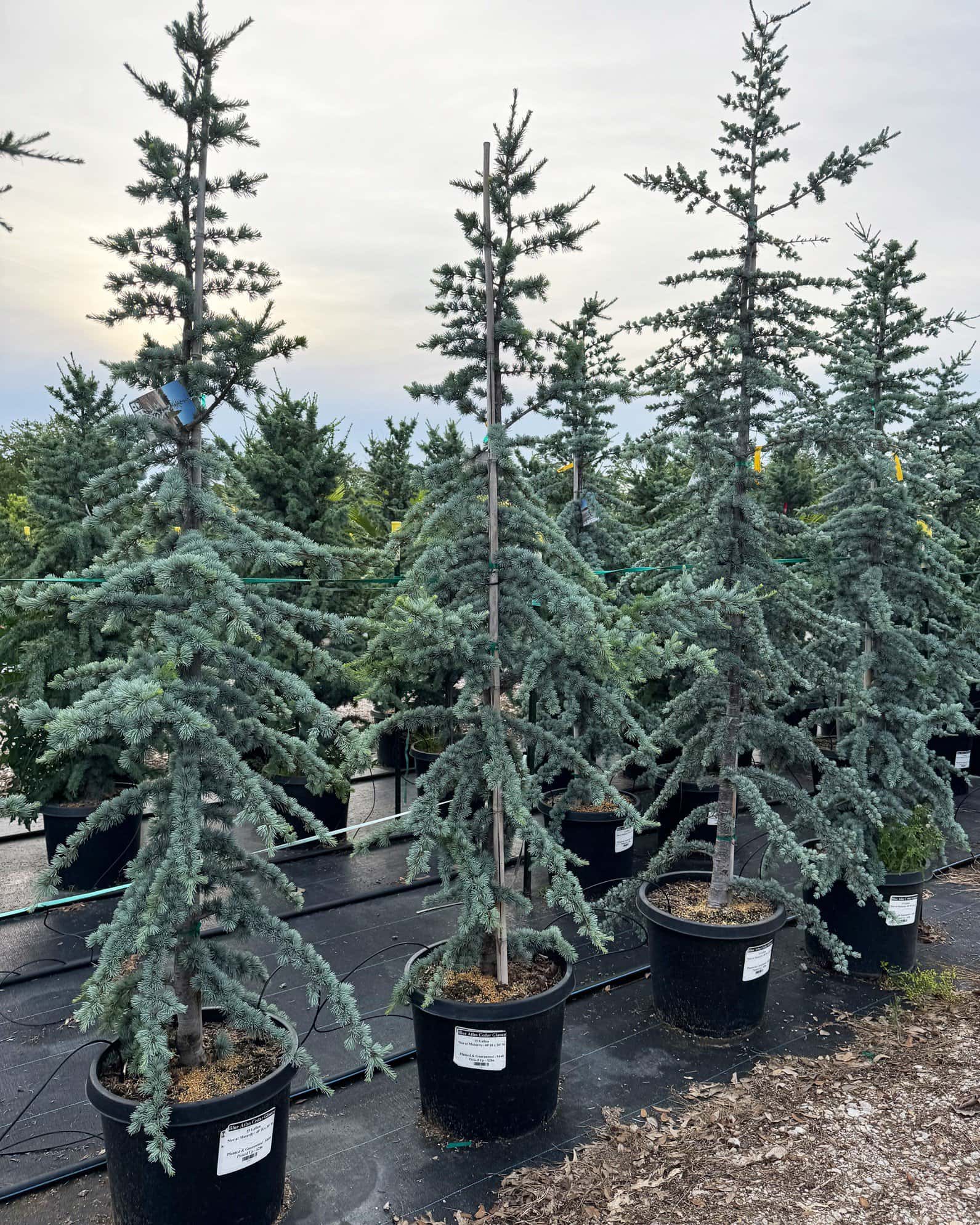 Blue Atlas Cedar Glauca - Image 1