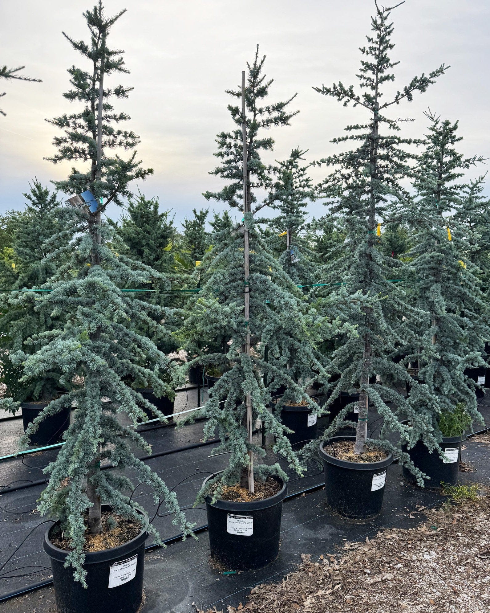Blue Atlas Cedar Glauca - view 2