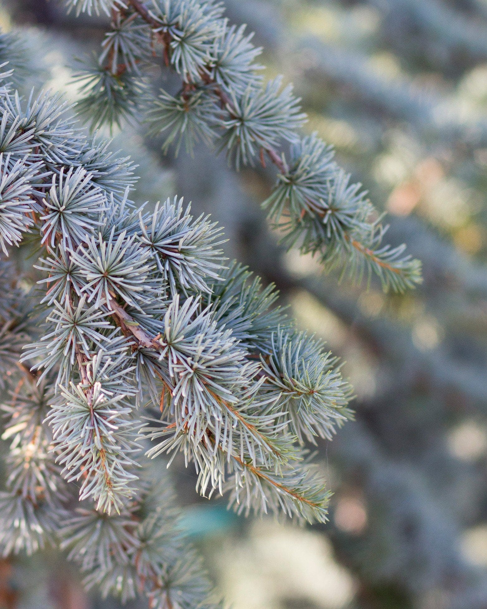 Blue Atlas Cedar Glauca - view 3