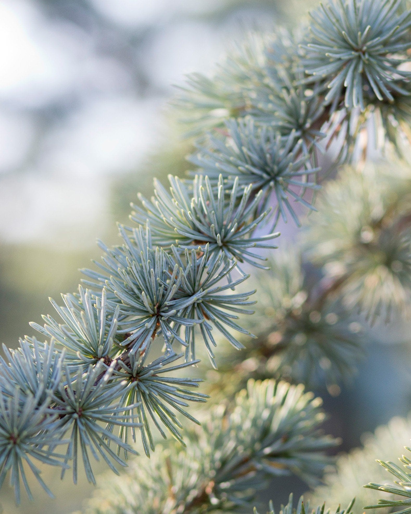 Blue Atlas Cedar Glauca - view 4