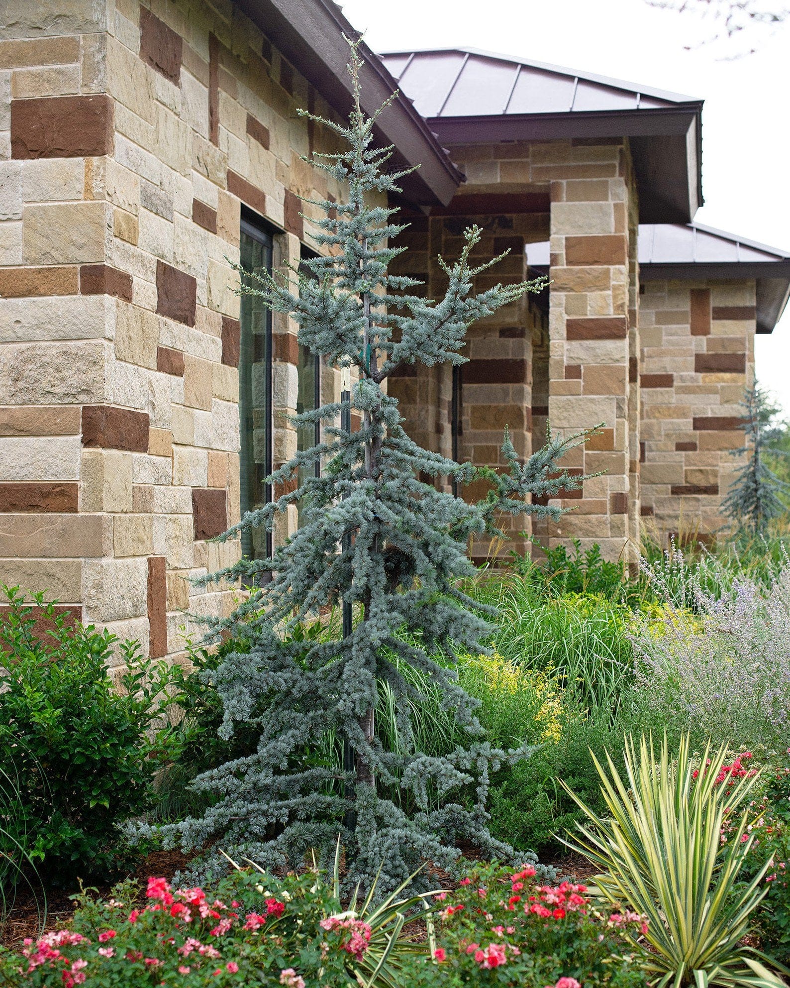 Blue Atlas Cedar Glauca - view 5
