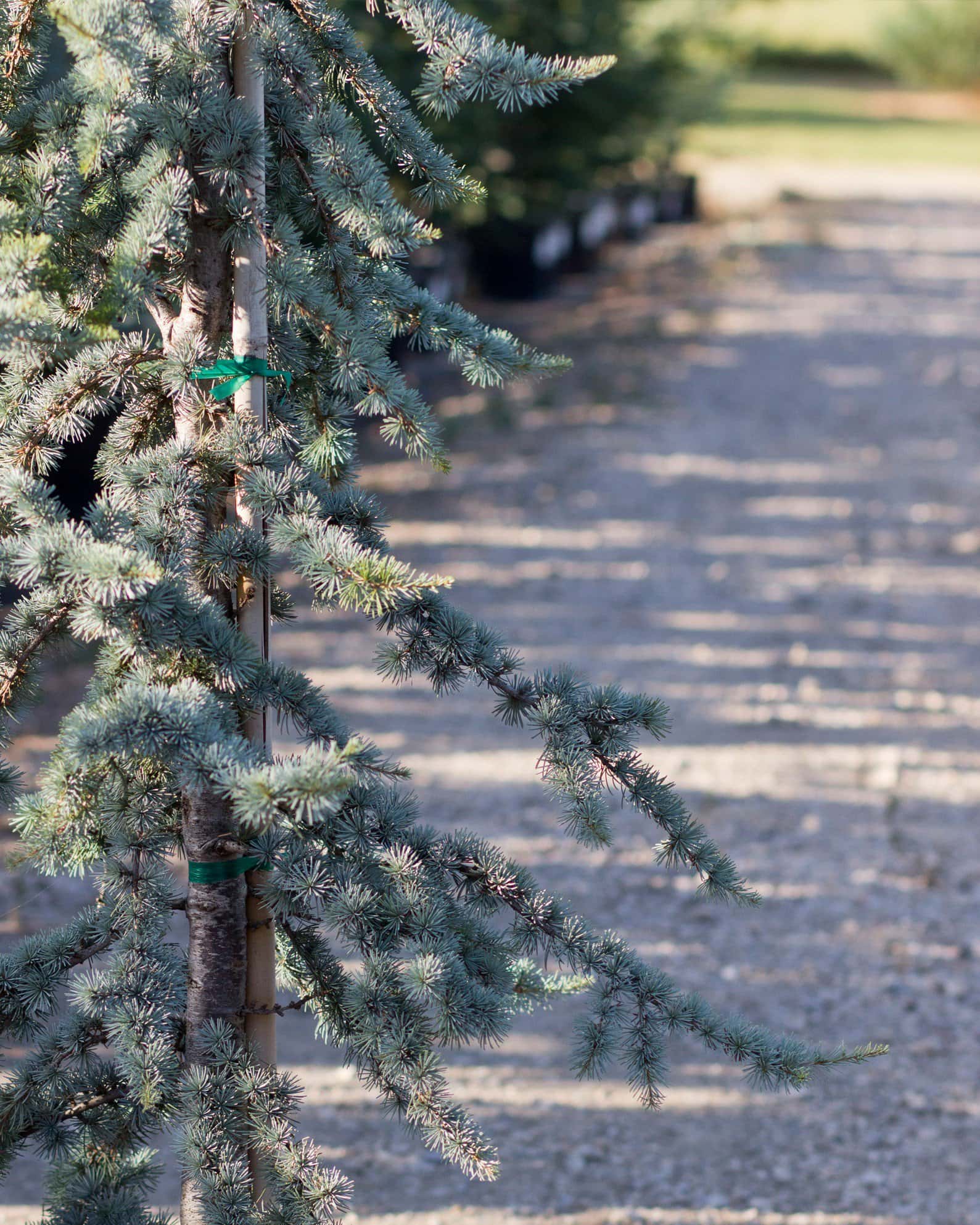Blue Atlas Cedar Glauca - Image 3