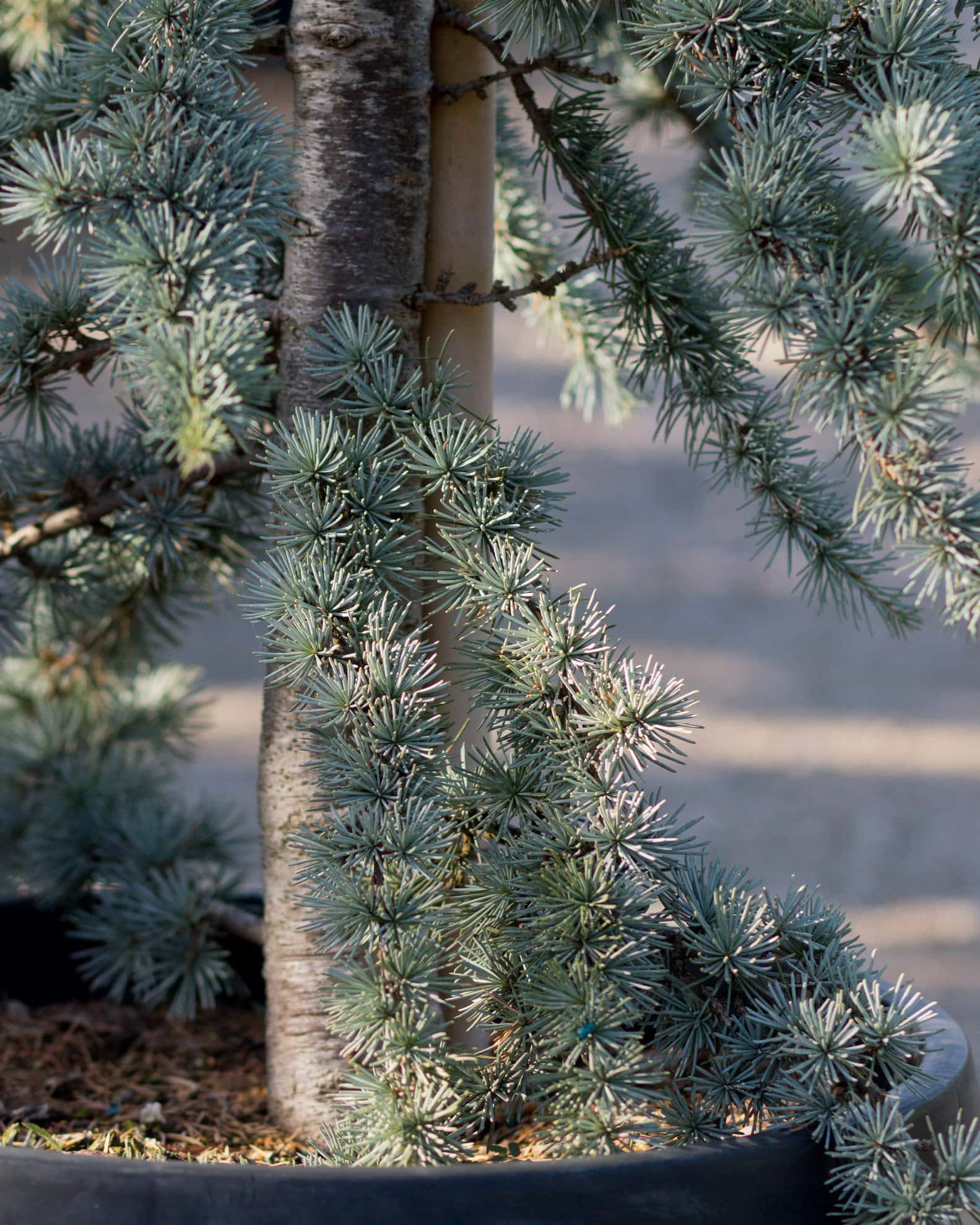 Blue Atlas Cedar Glauca - Image 7