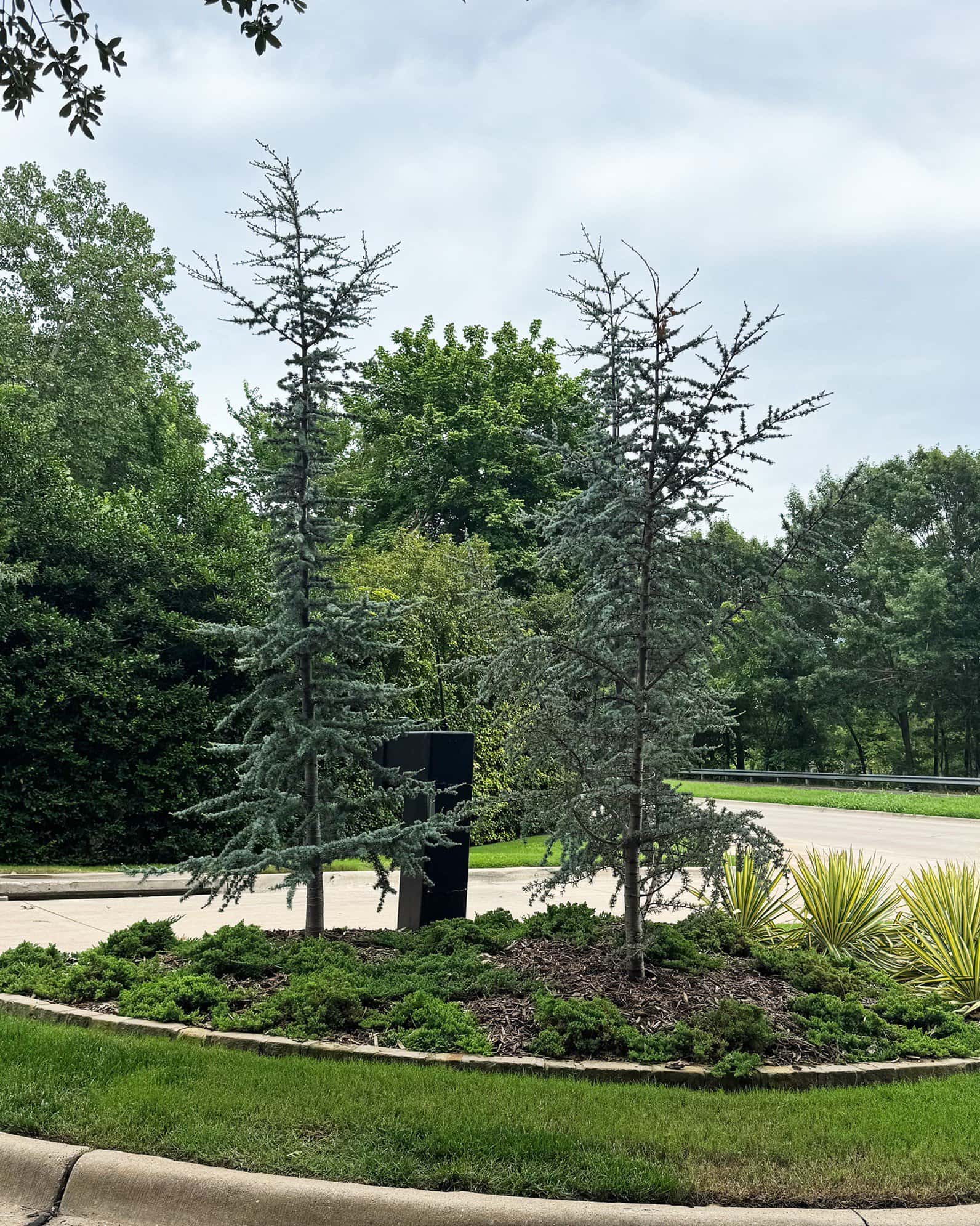 Blue Atlas Cedar Glauca - Image 4