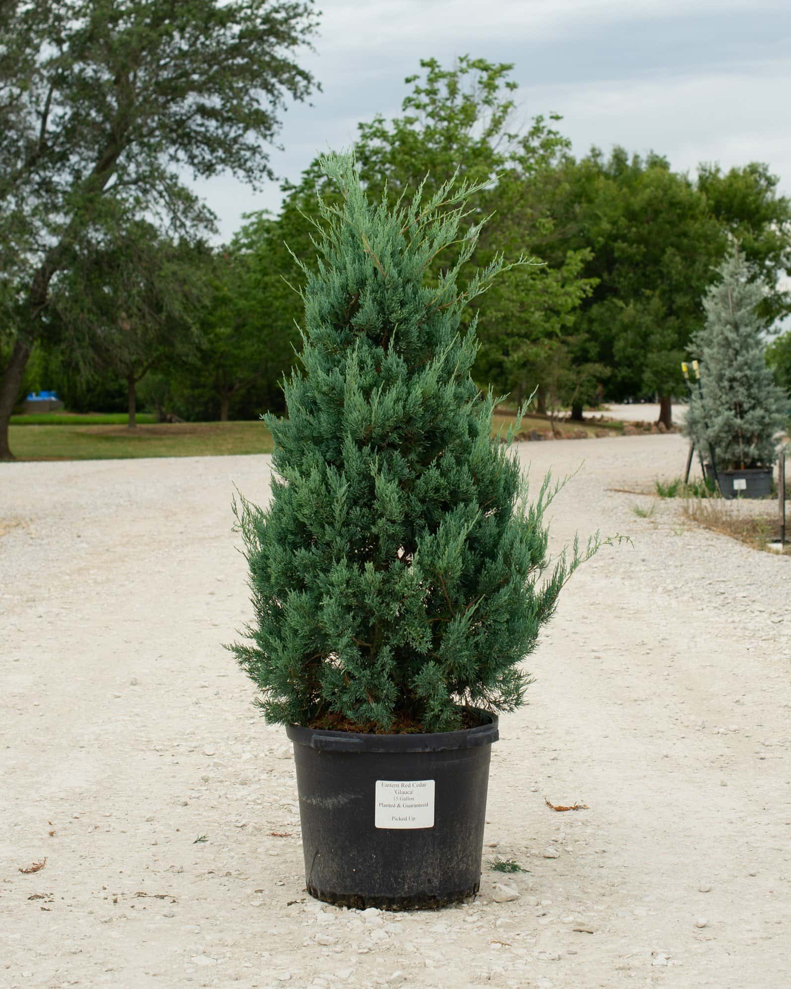 Eastern Red Cedar Glauca - Main Image
