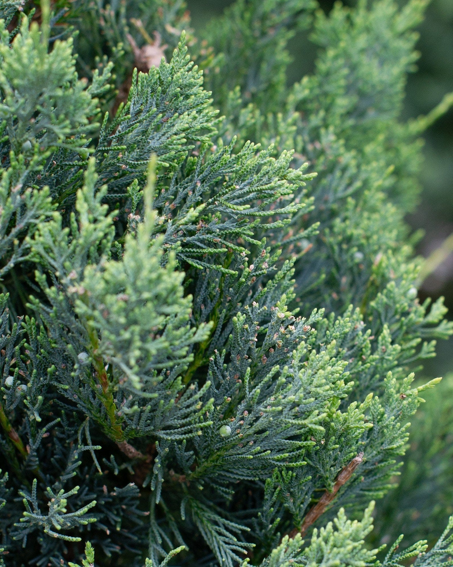 Eastern Red Cedar Glauca - view 2