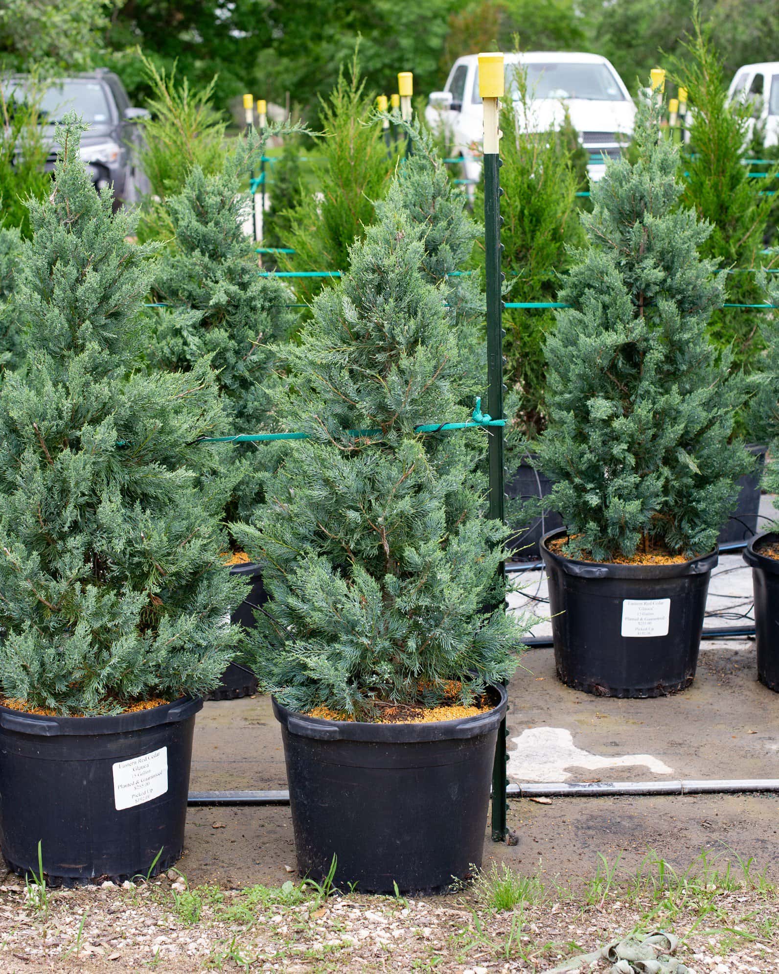 Eastern Red Cedar Glauca - Image 1