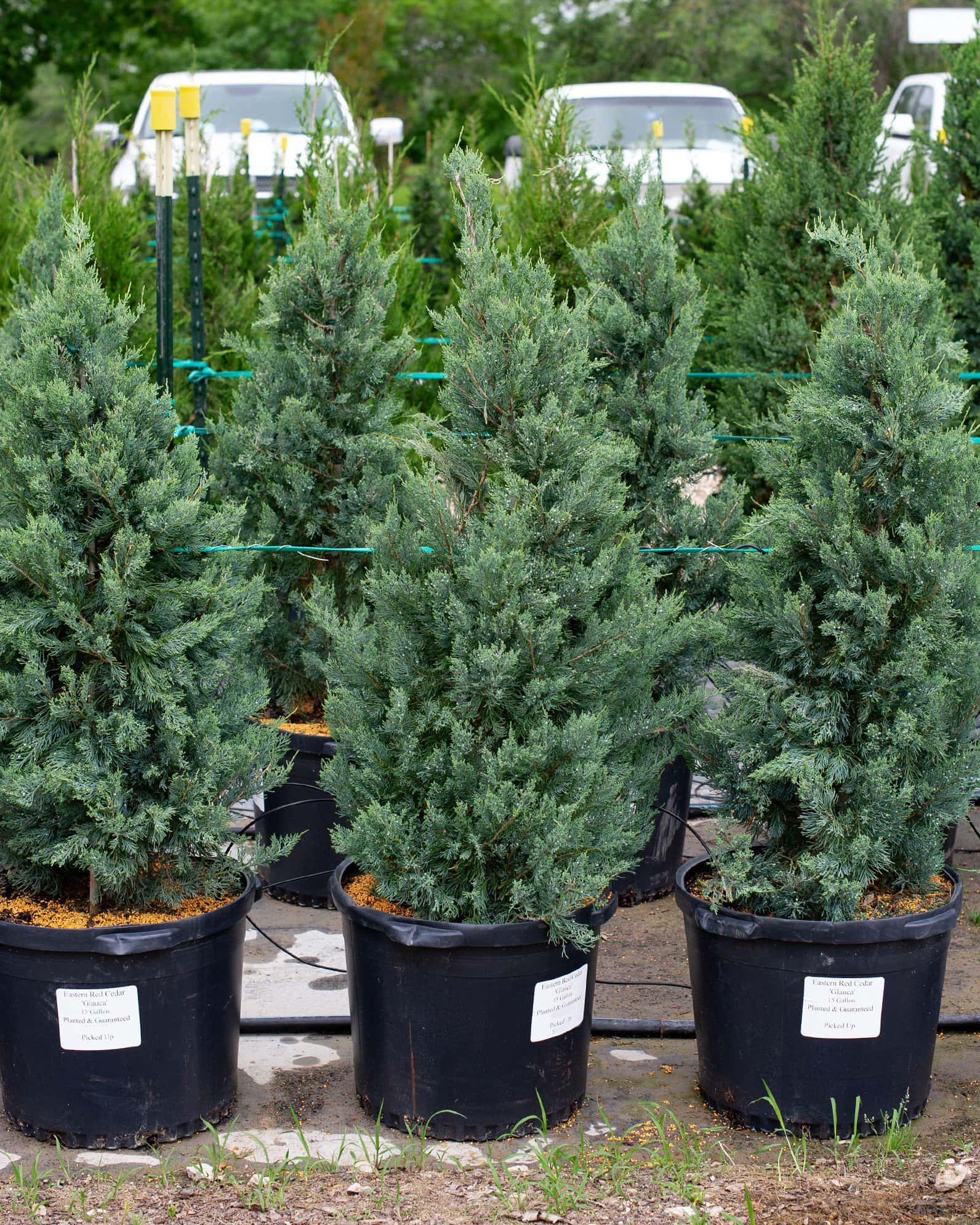 Eastern Red Cedar Glauca - Image 4