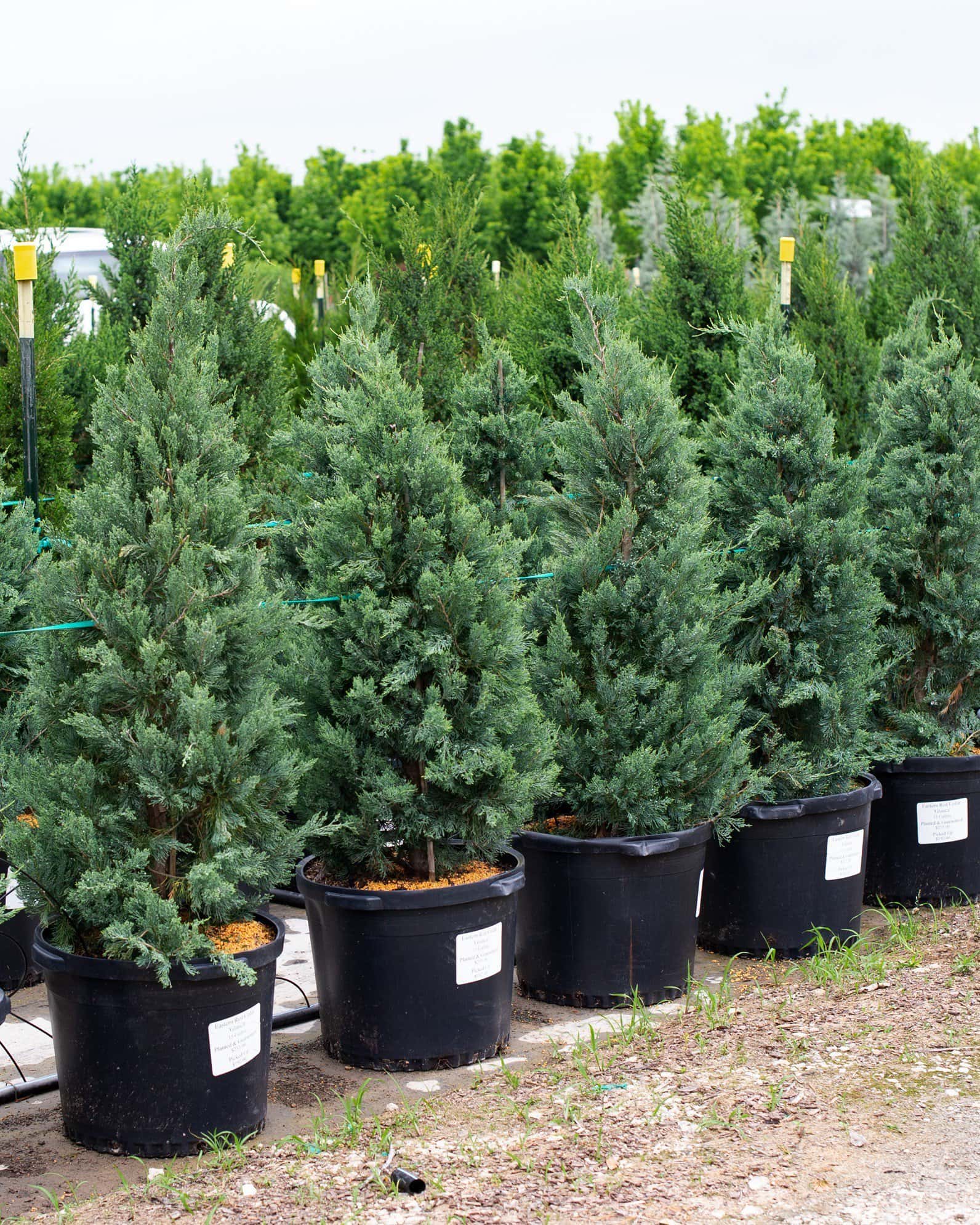 Eastern Red Cedar Glauca - Image 2