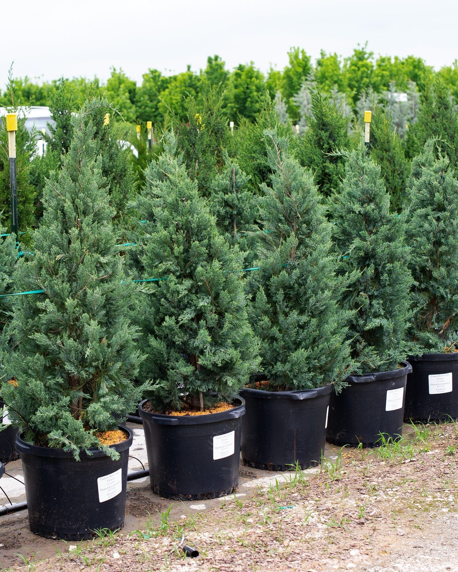Eastern Red Cedar Glauca - view 3