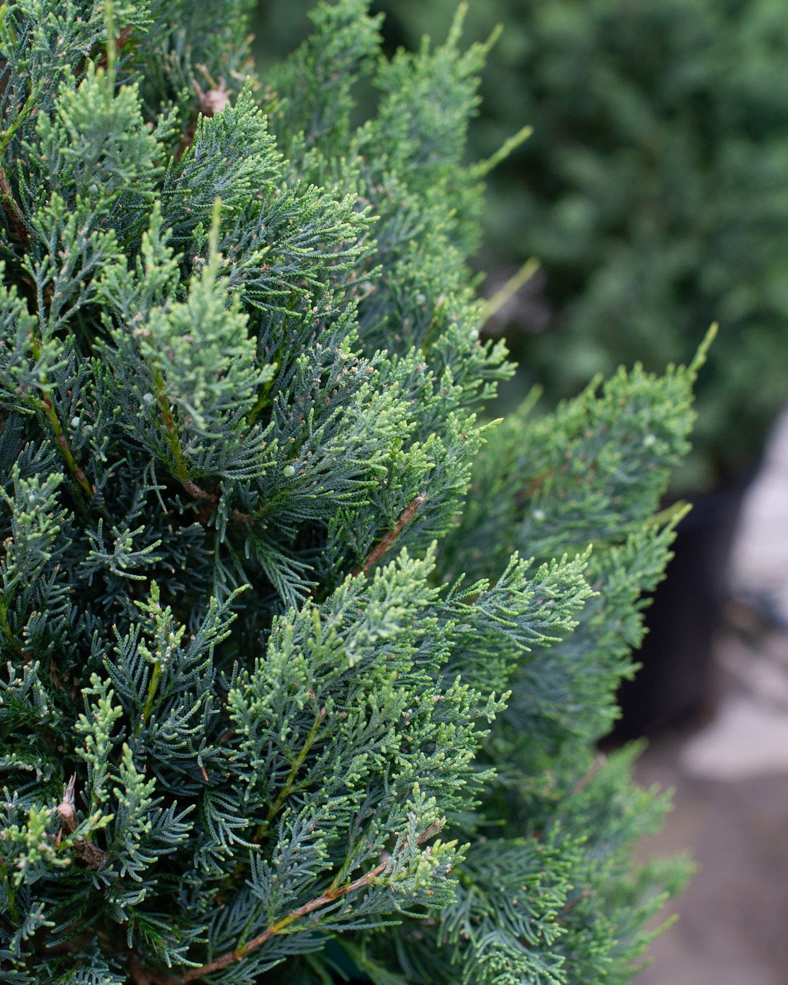 Eastern Red Cedar Glauca - view 4