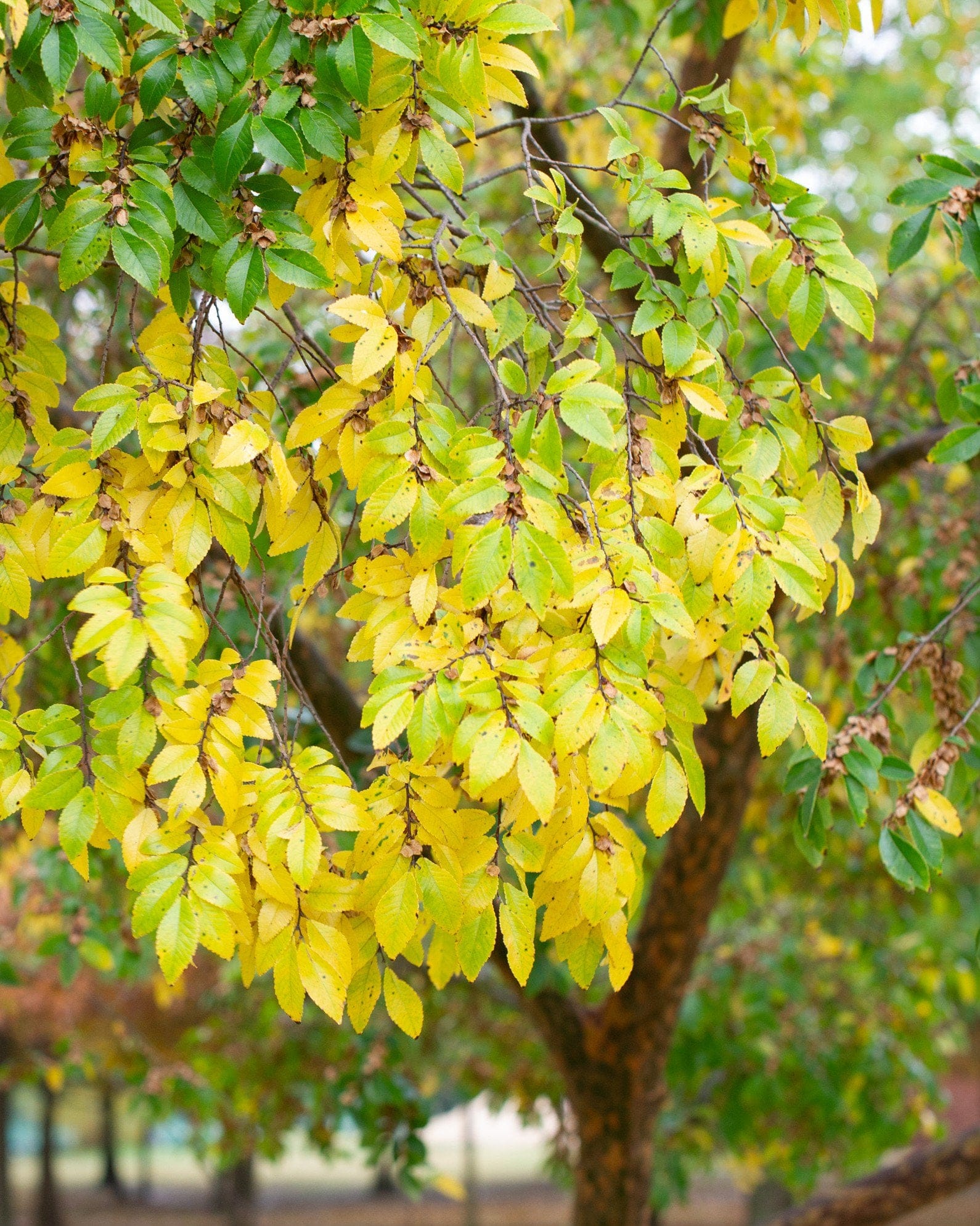 Lacebark Elm - view 2