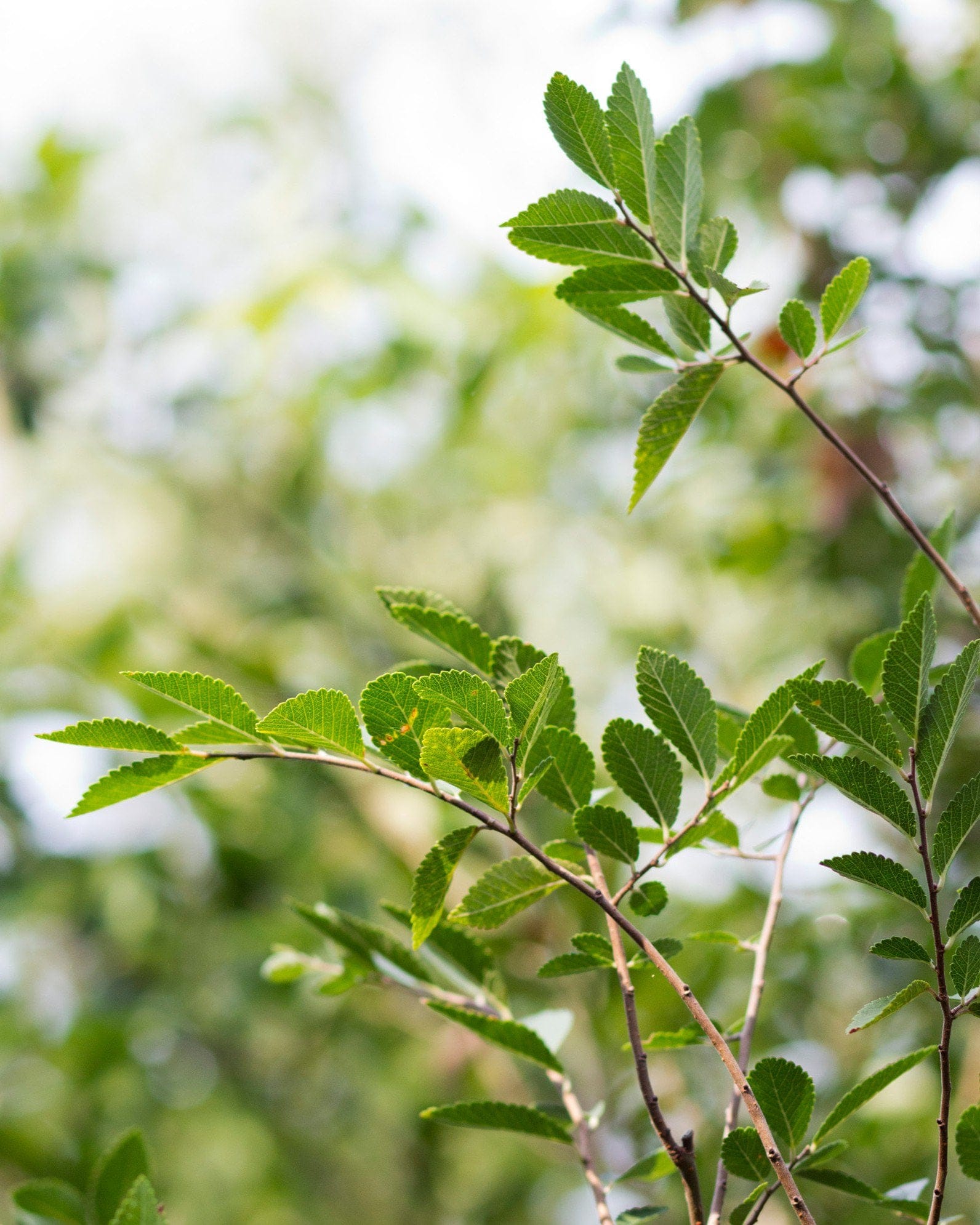 Lacebark Elm - view 3
