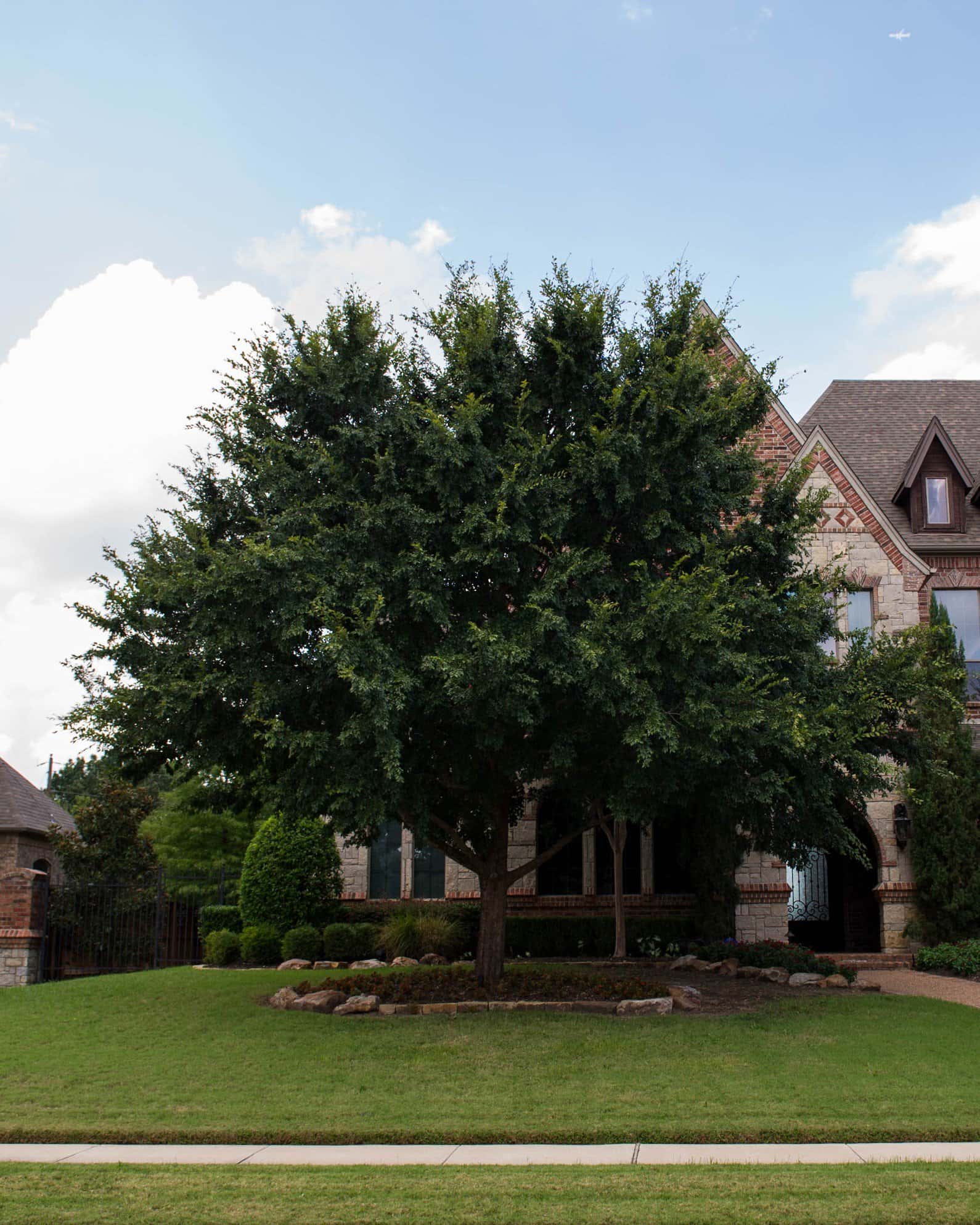 Lacebark Elm - Image 2