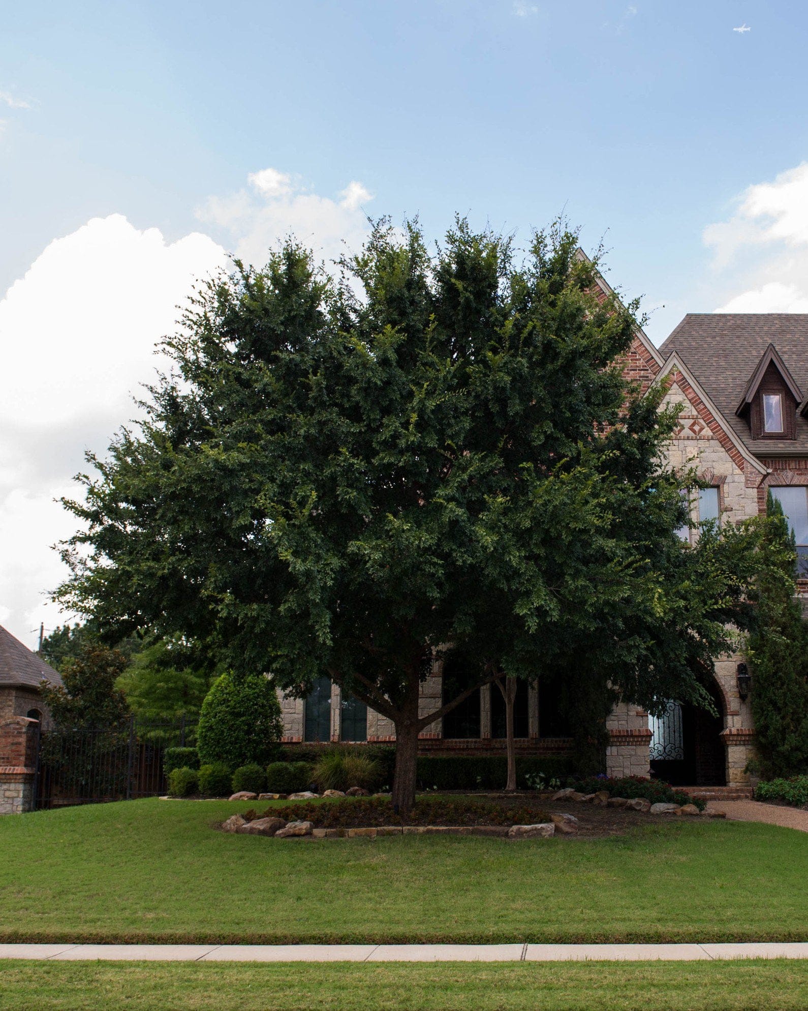 Lacebark Elm - view 4
