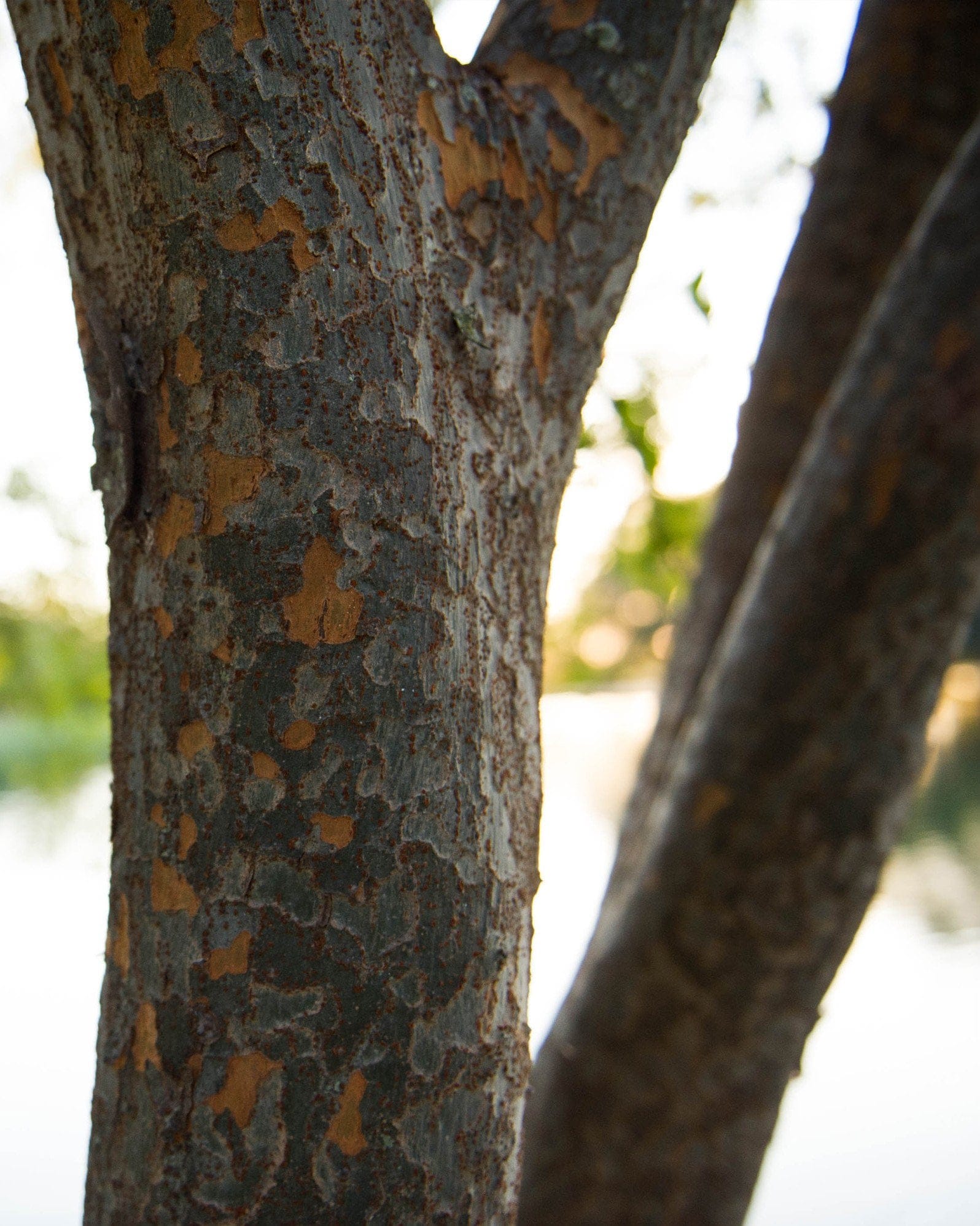 Lacebark Elm - view 5
