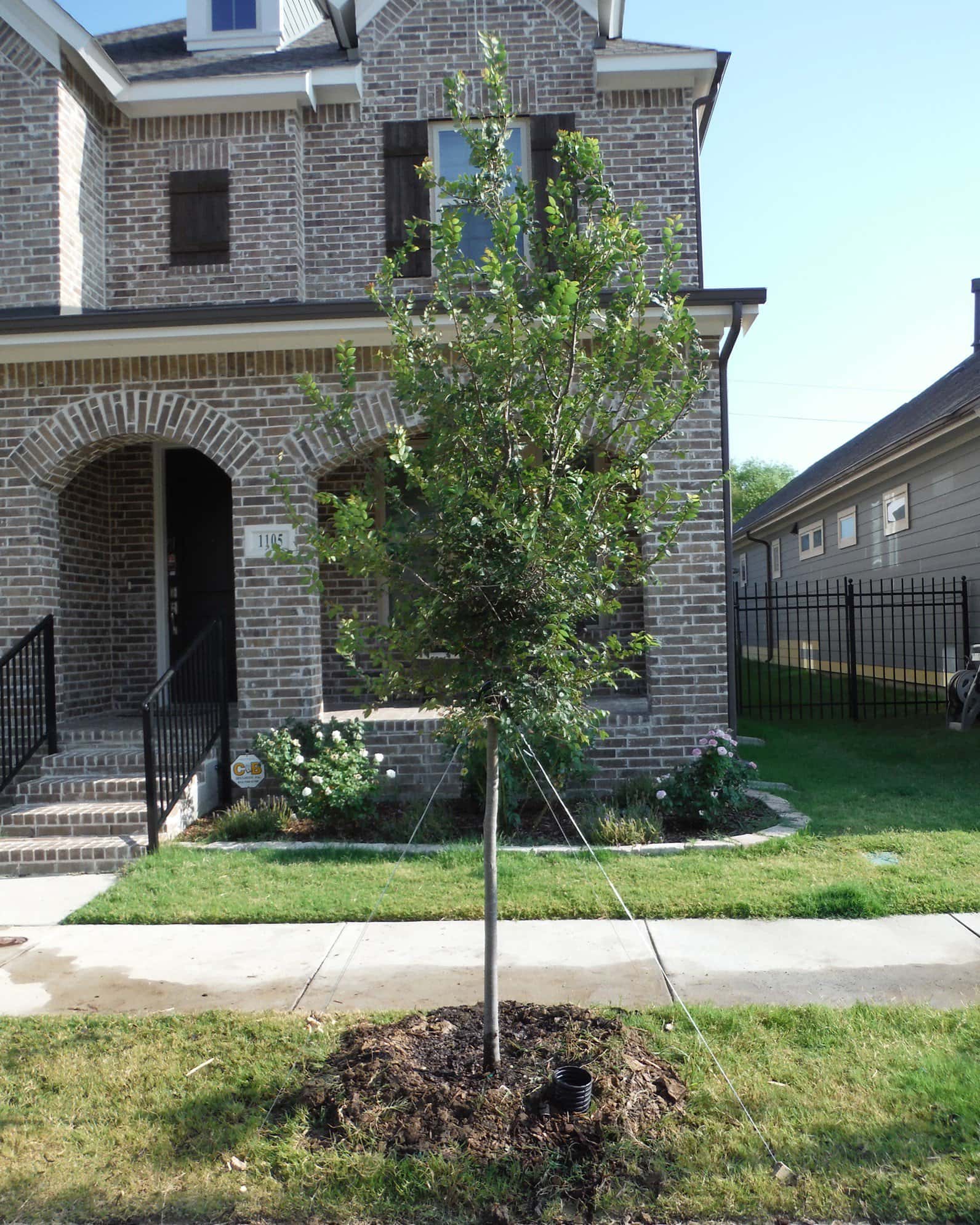 Lacebark Elm - Image 6