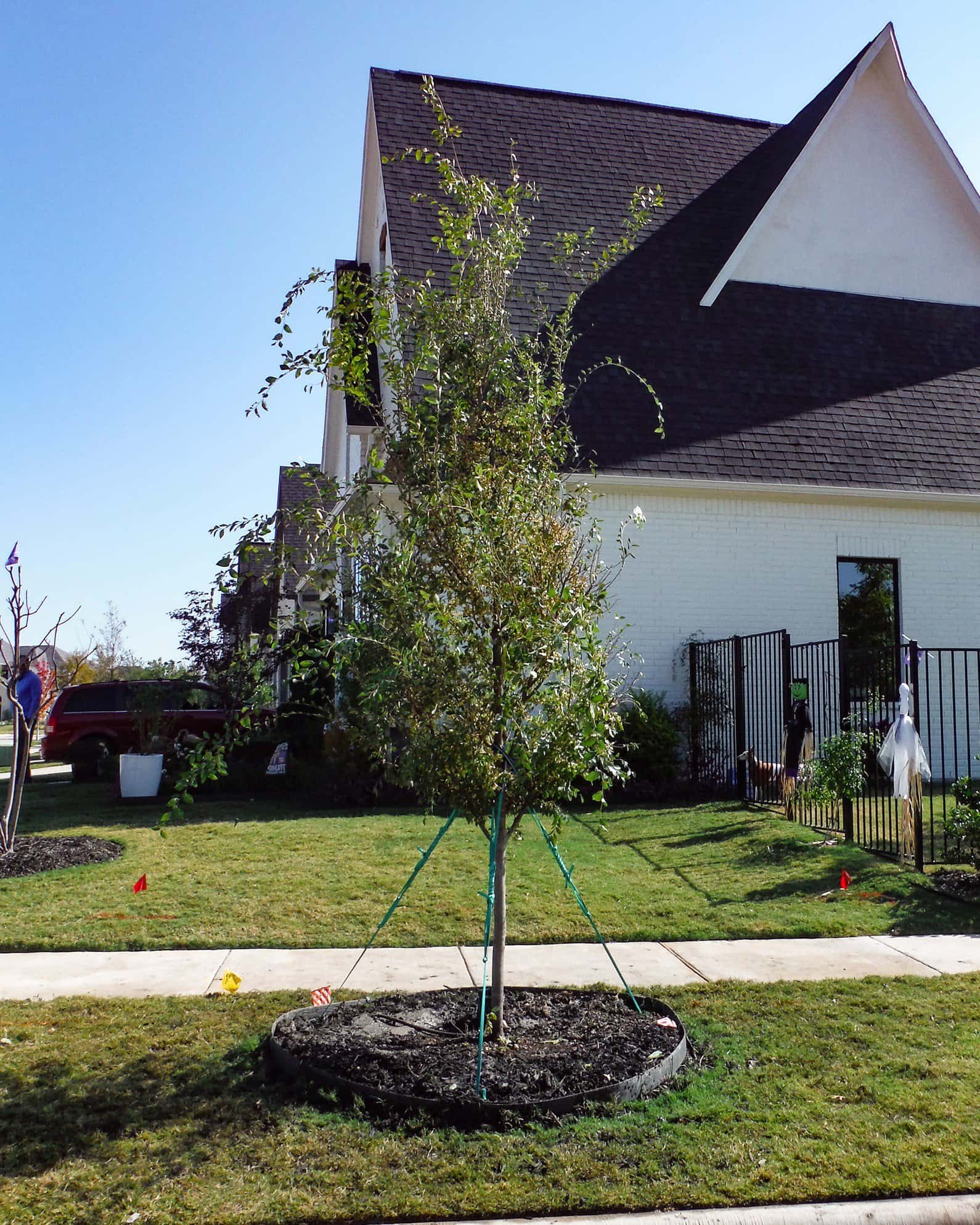 Lacebark Elm - Image 4