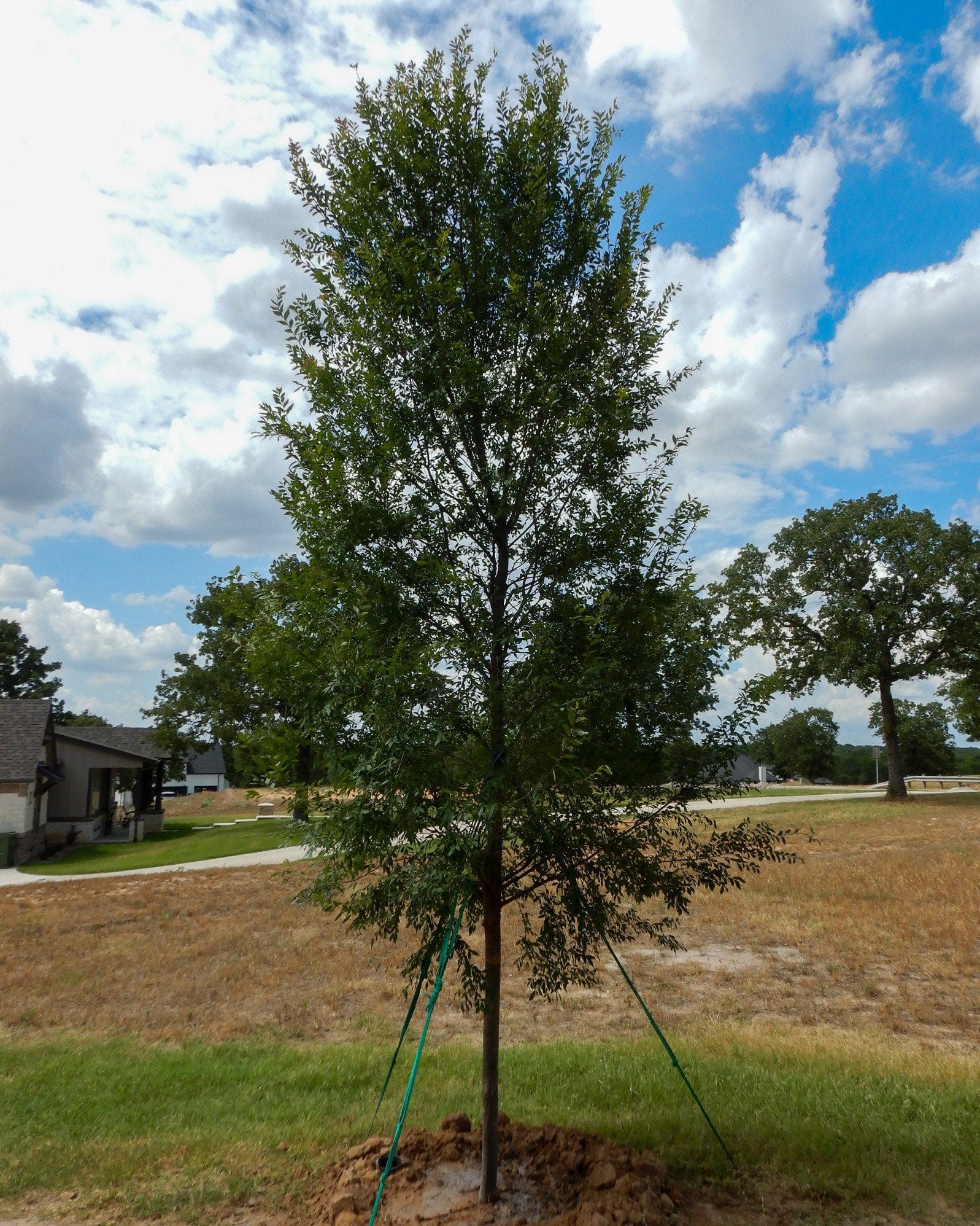 Lacebark Elm