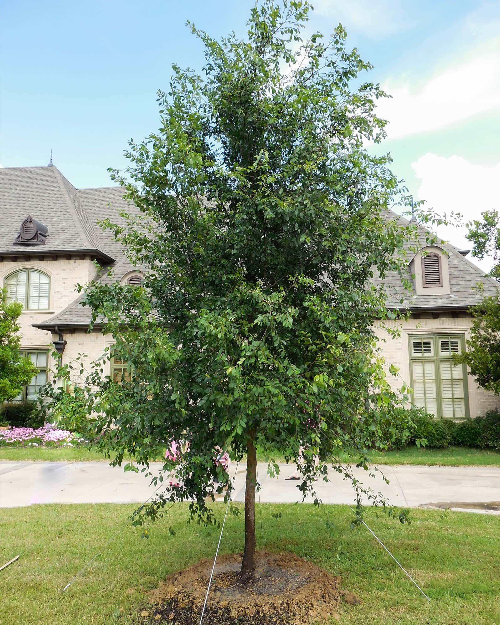 Lacebark Elm - Image 7