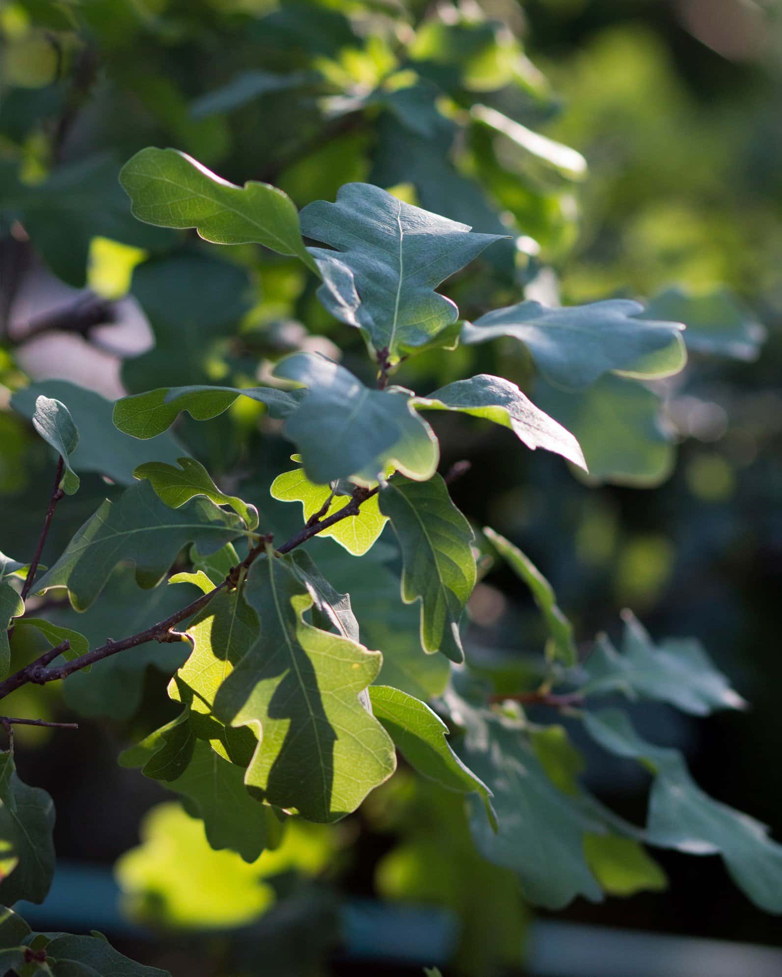 Lacey Oak - Image 5