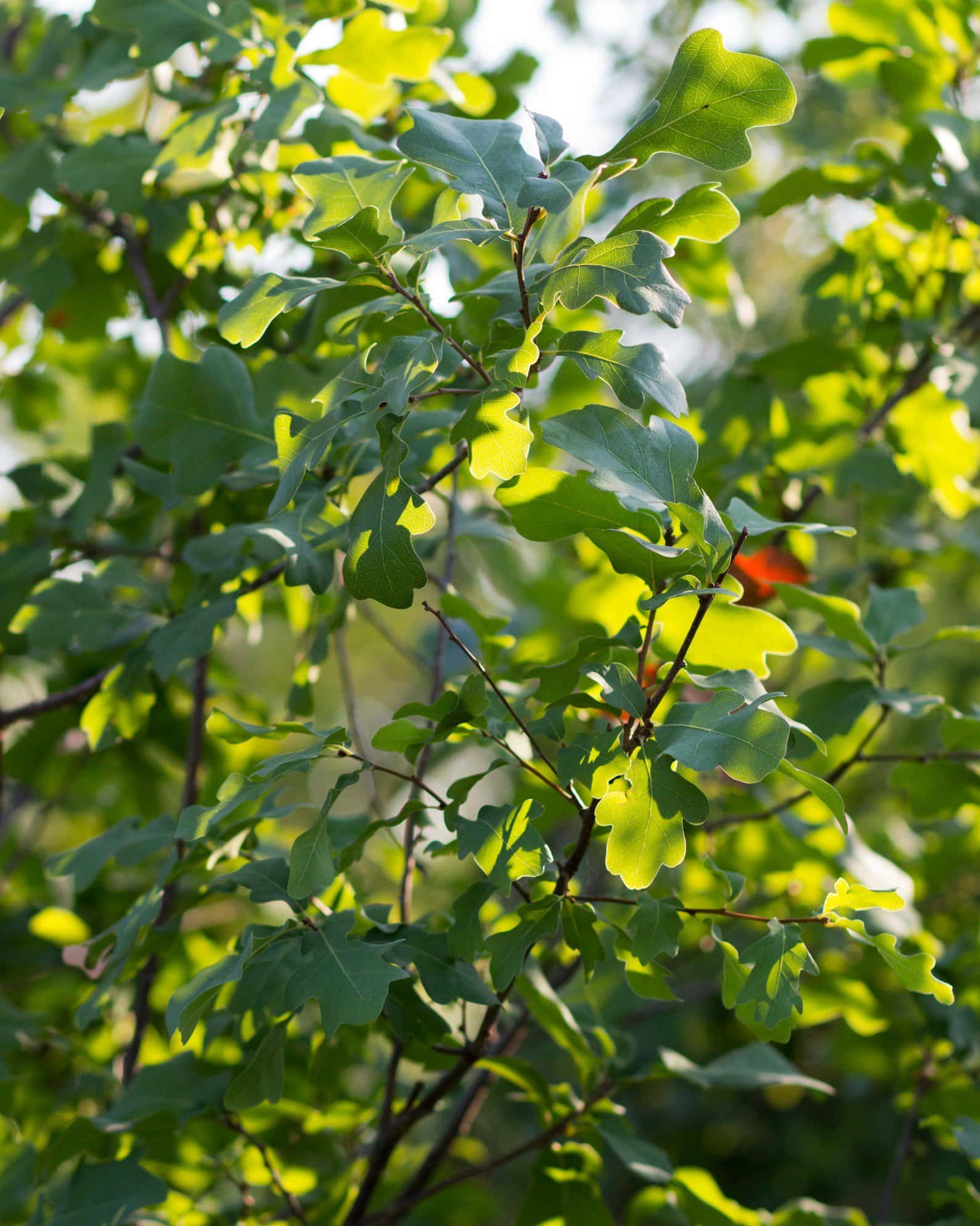 Lacey Oak - Image 2