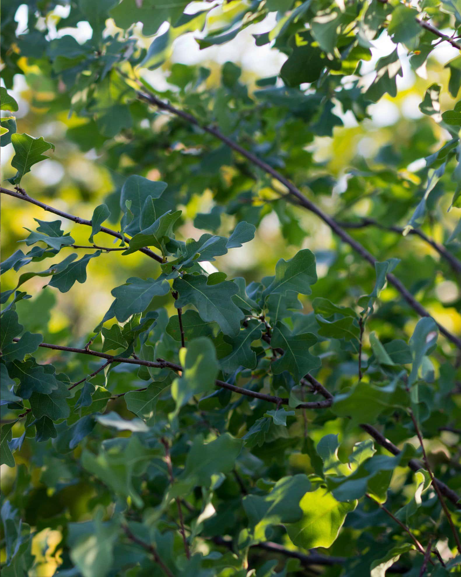 Lacey Oak - Image 6