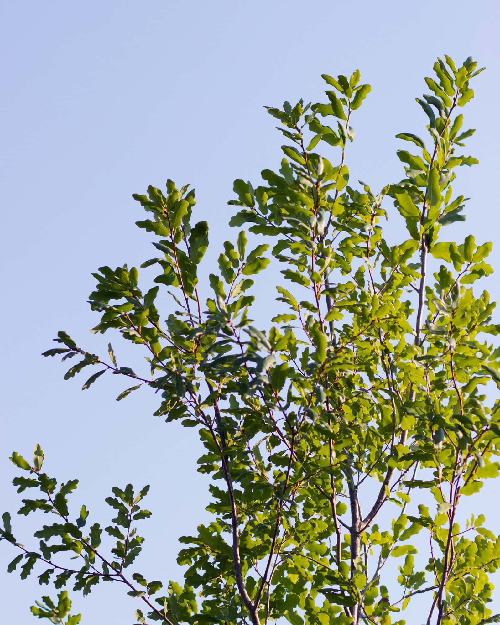 Lacey Oak - Image 3